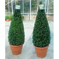 BUXUS MICROPHYLLA FAULKNER - CONiC