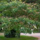 Albizzia julibrissin - Arbore de matase