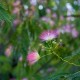 Albizzia julibrissin - Arbore de matase