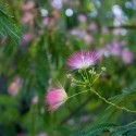 Albizzia julibrissin - Arbore de mătase