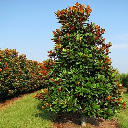 Magnolia grandiflora-Magnolie veşnic verde