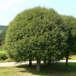 Prunus fruticosa Globosa