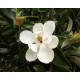 Magnolia grandiflora