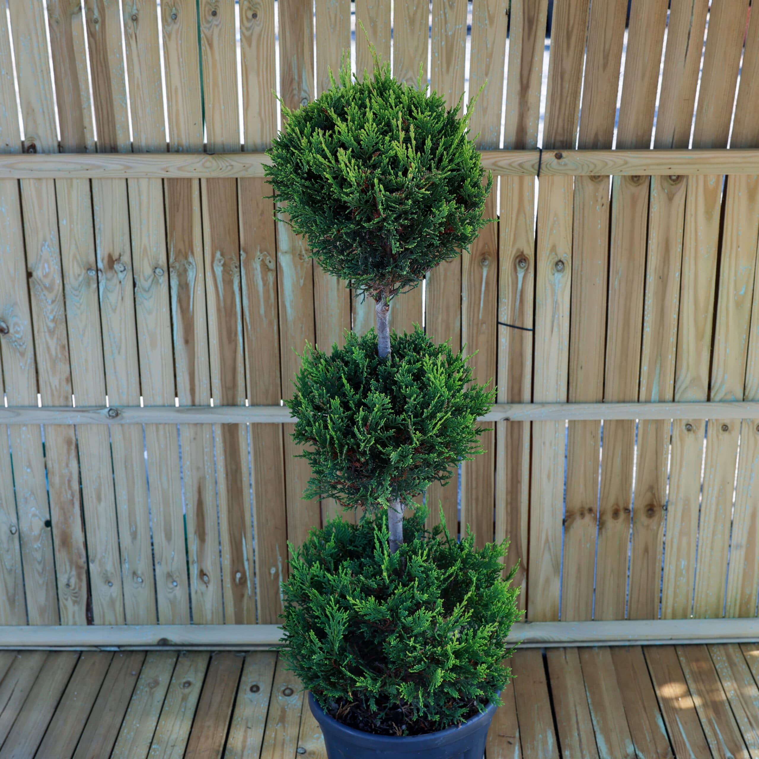 Topiar 3 globuri thumbnail 2