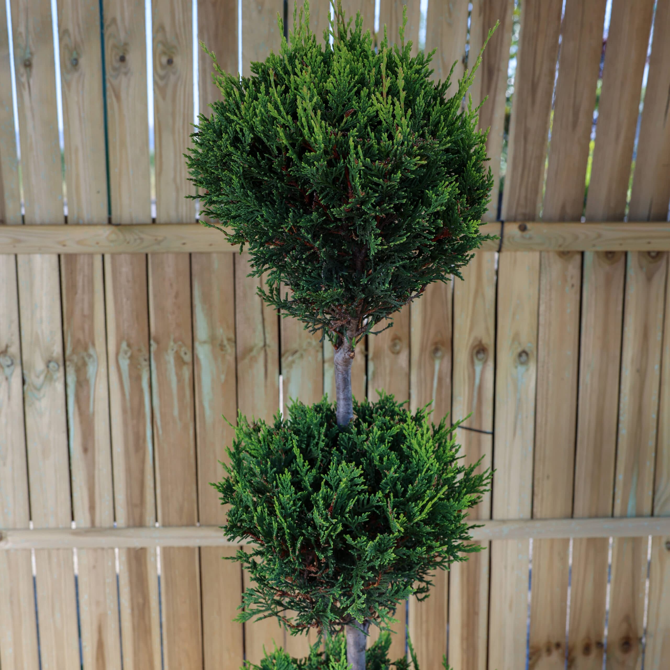 Topiar 3 globuri thumbnail 3