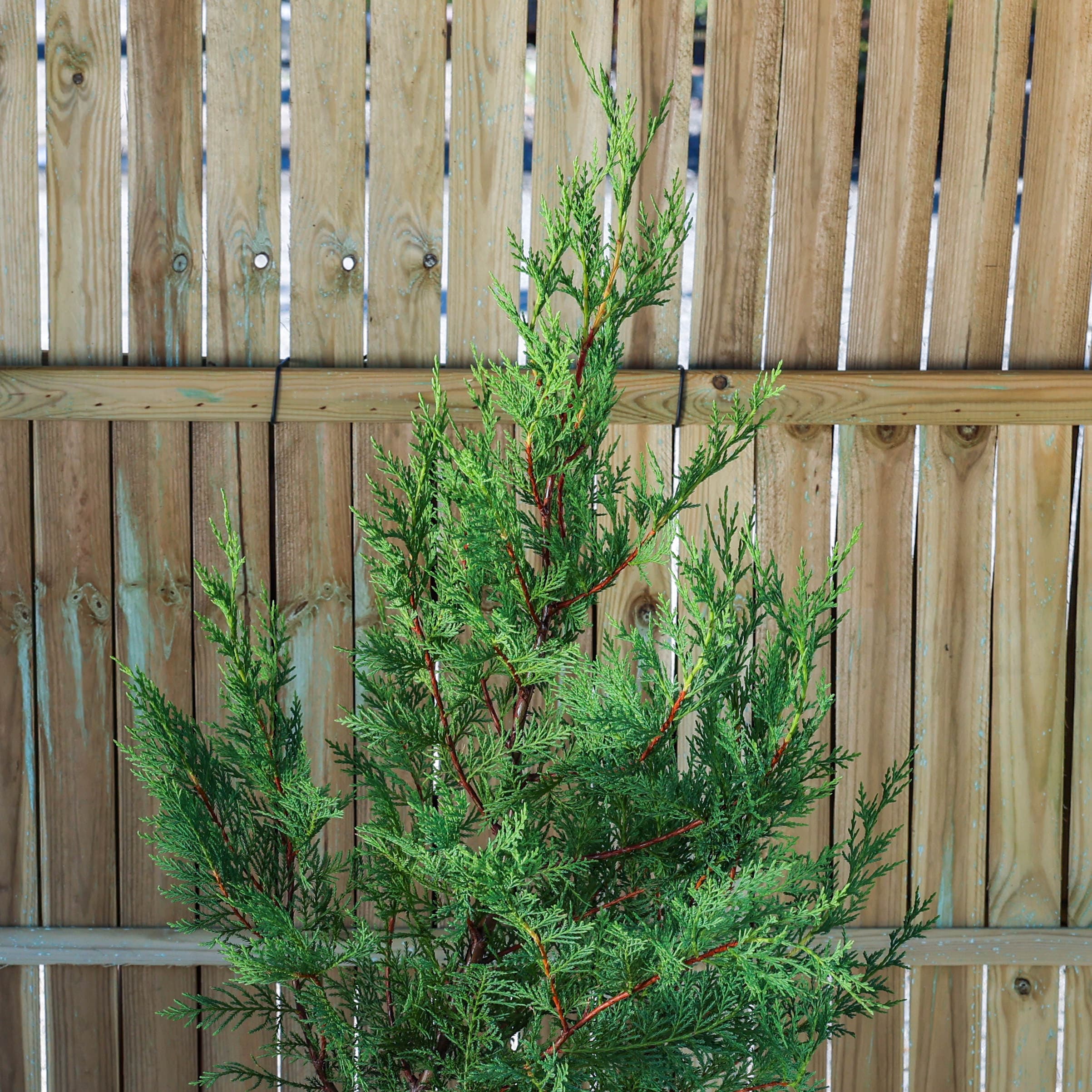 Chiparos leiland thumbnail 2