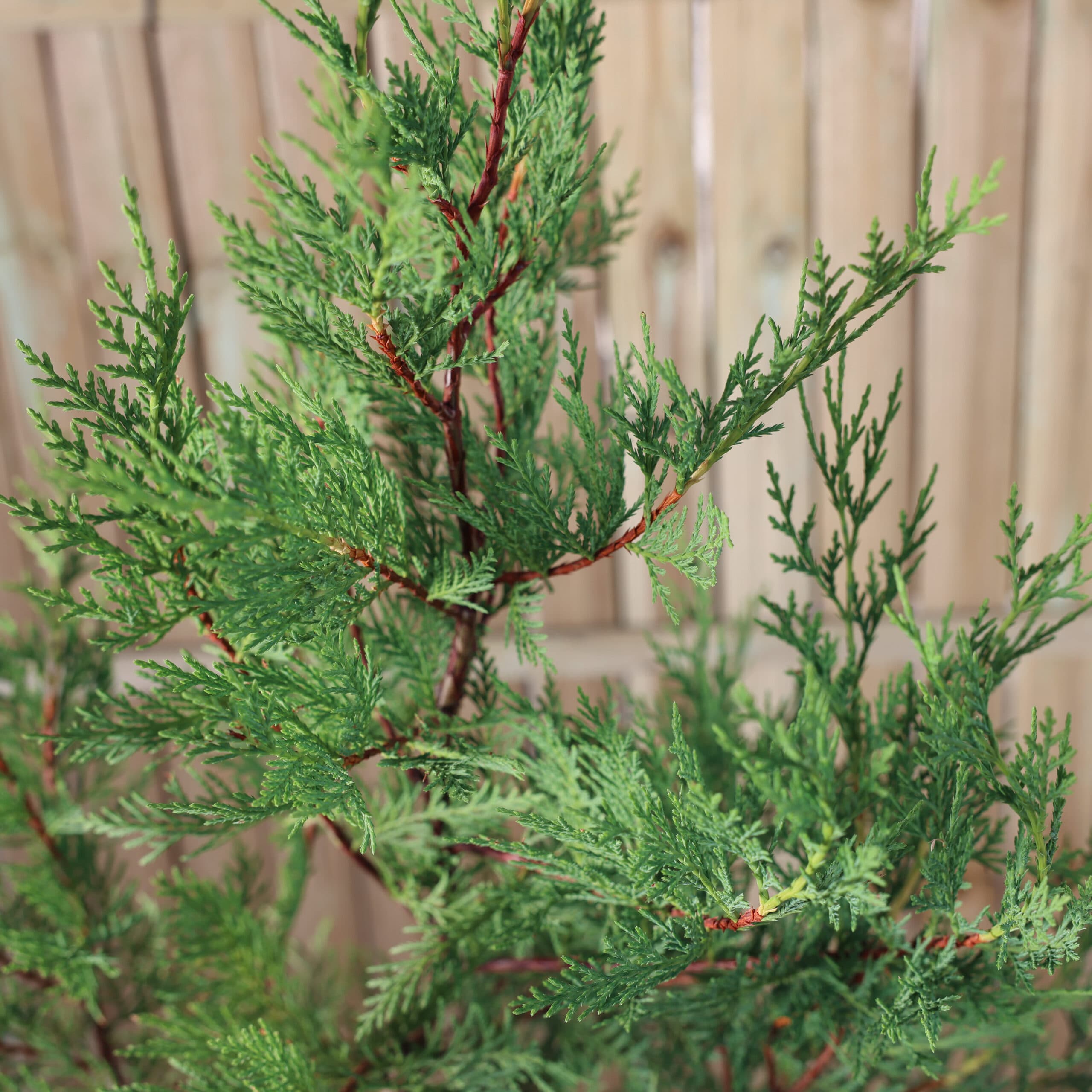 Chiparos leiland thumbnail 3