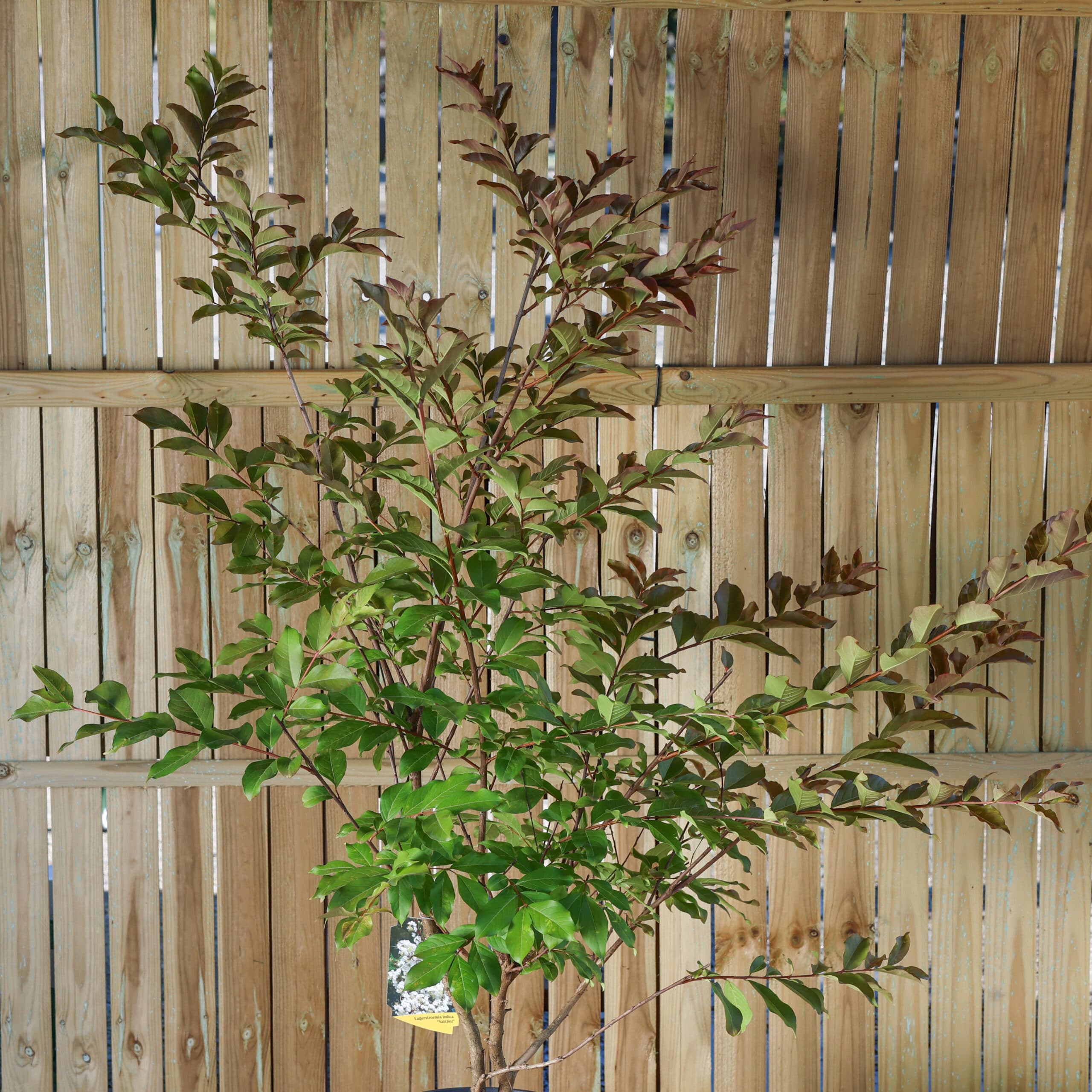 Liliac indian thumbnail 2