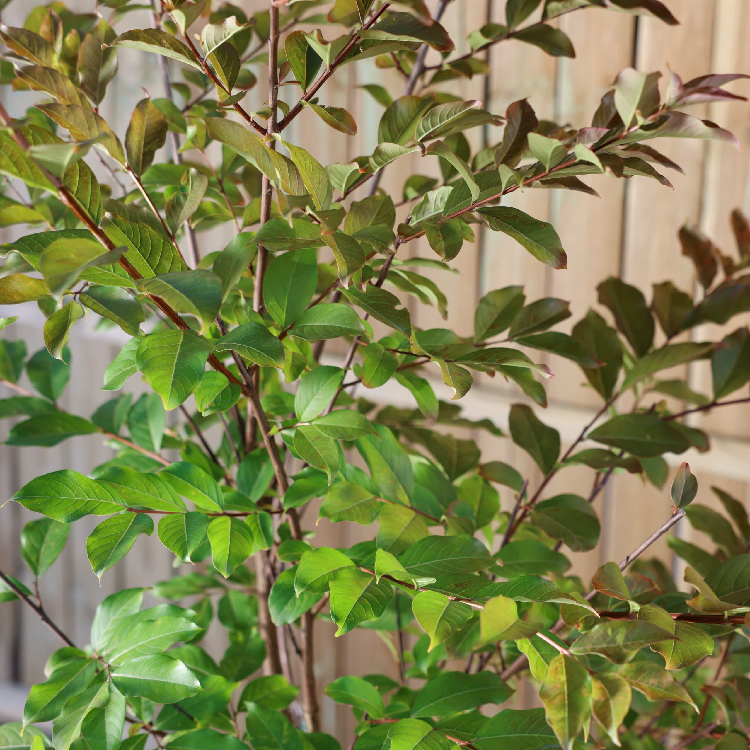 Liliac indian thumbnail 3