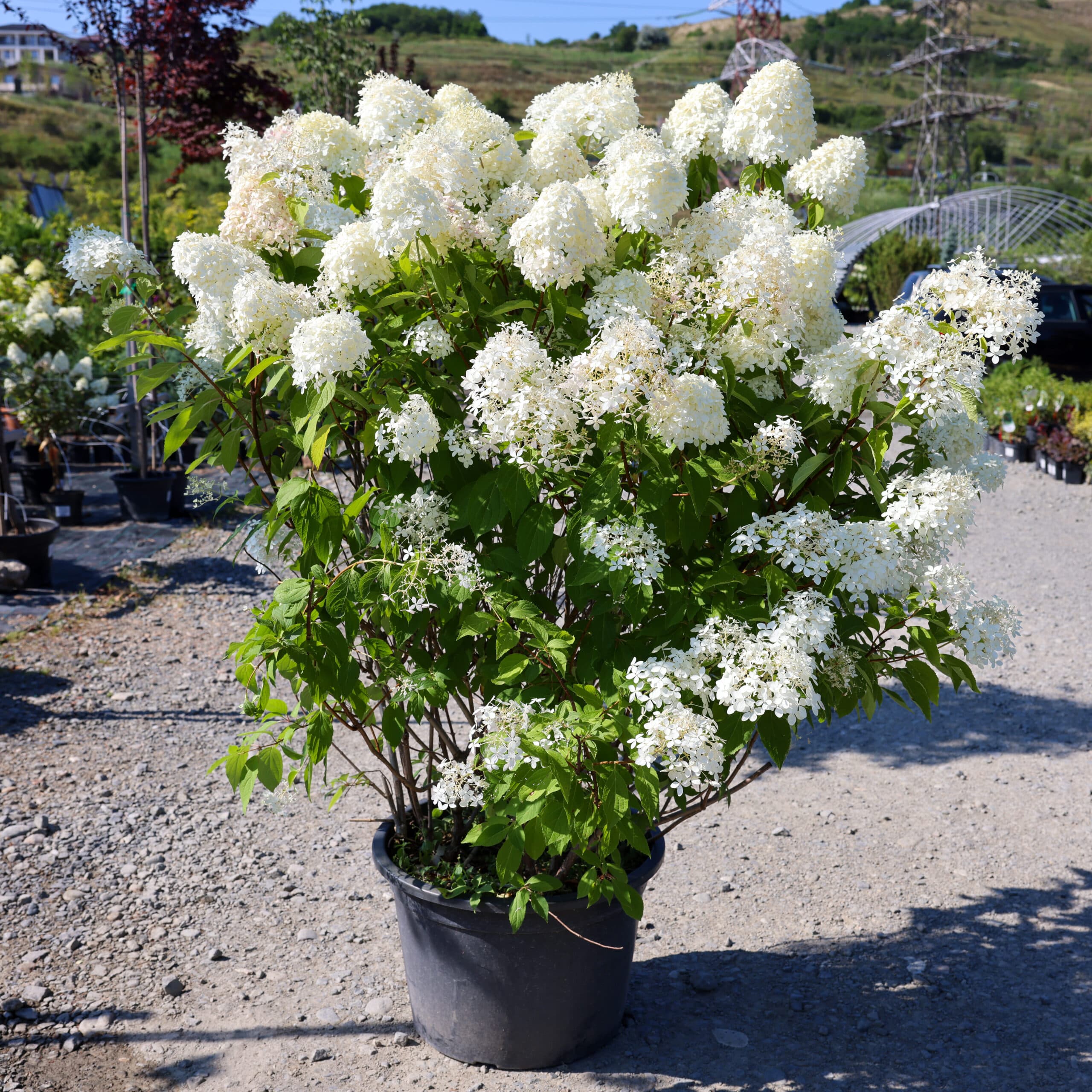 Hortensia thumbnail 4