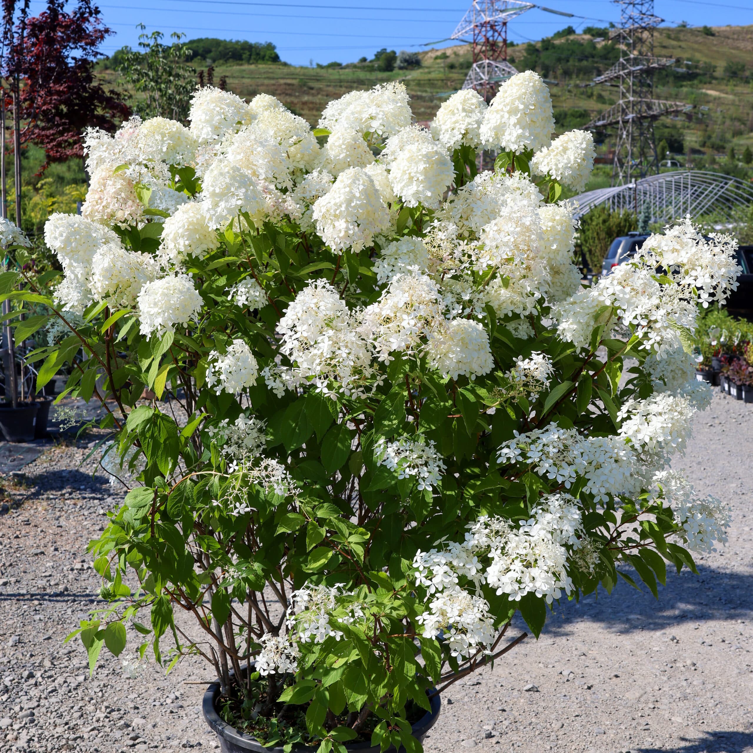 Hortensia thumbnail 5