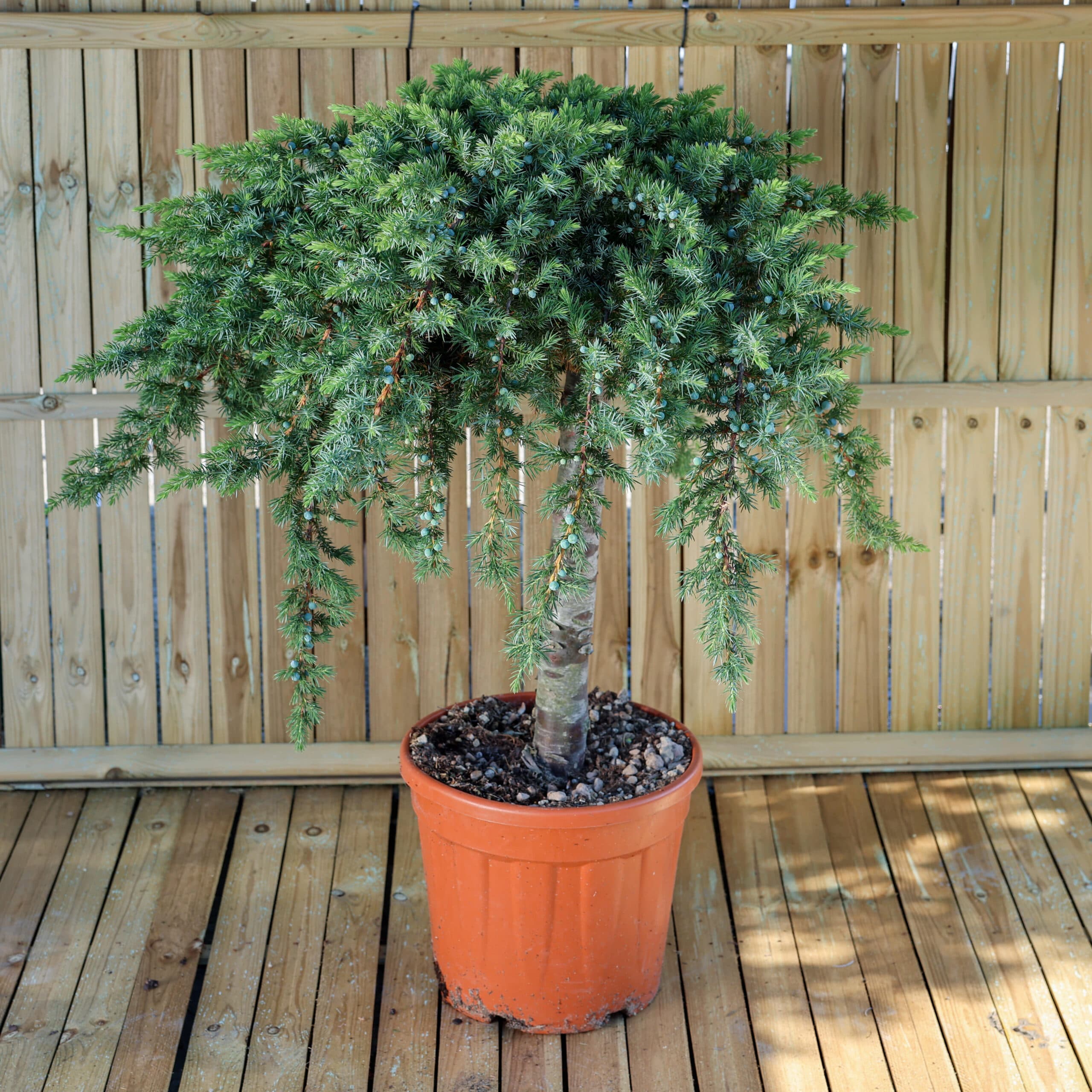 Ienupar târâtor - Altoit