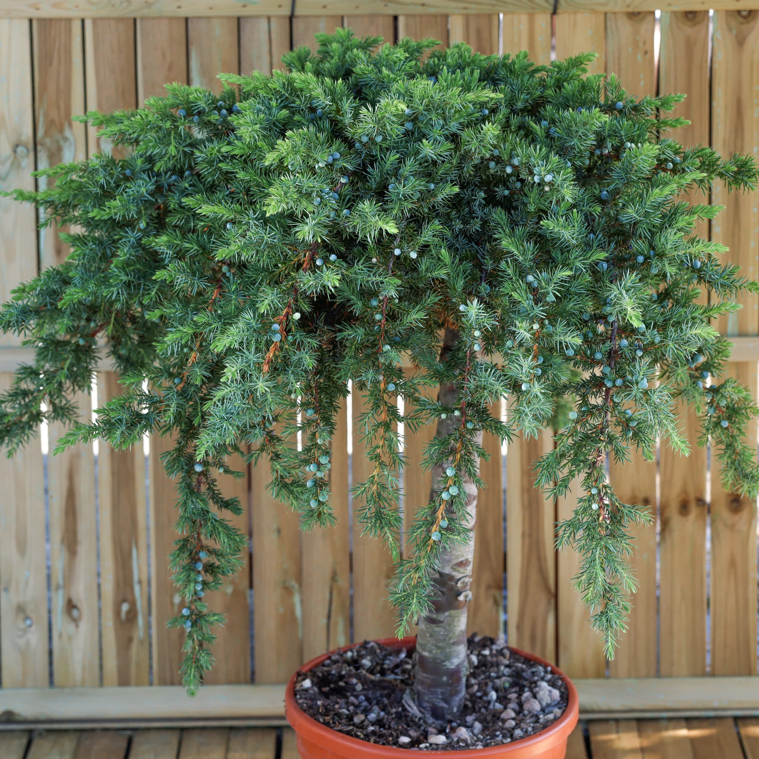 Ienupar târâtor - Altoit thumbnail 2