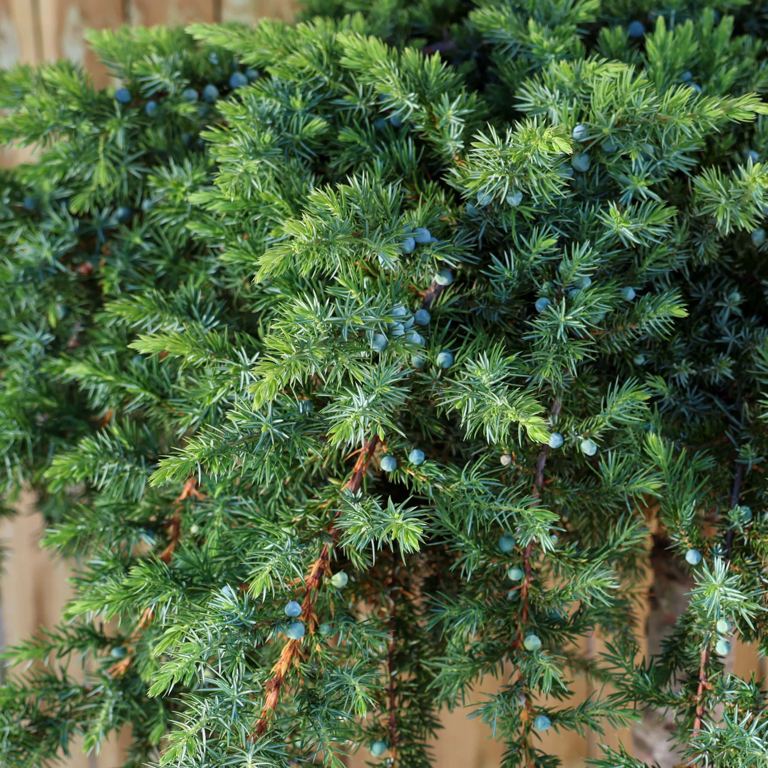 Ienupar târâtor - Altoit thumbnail 3