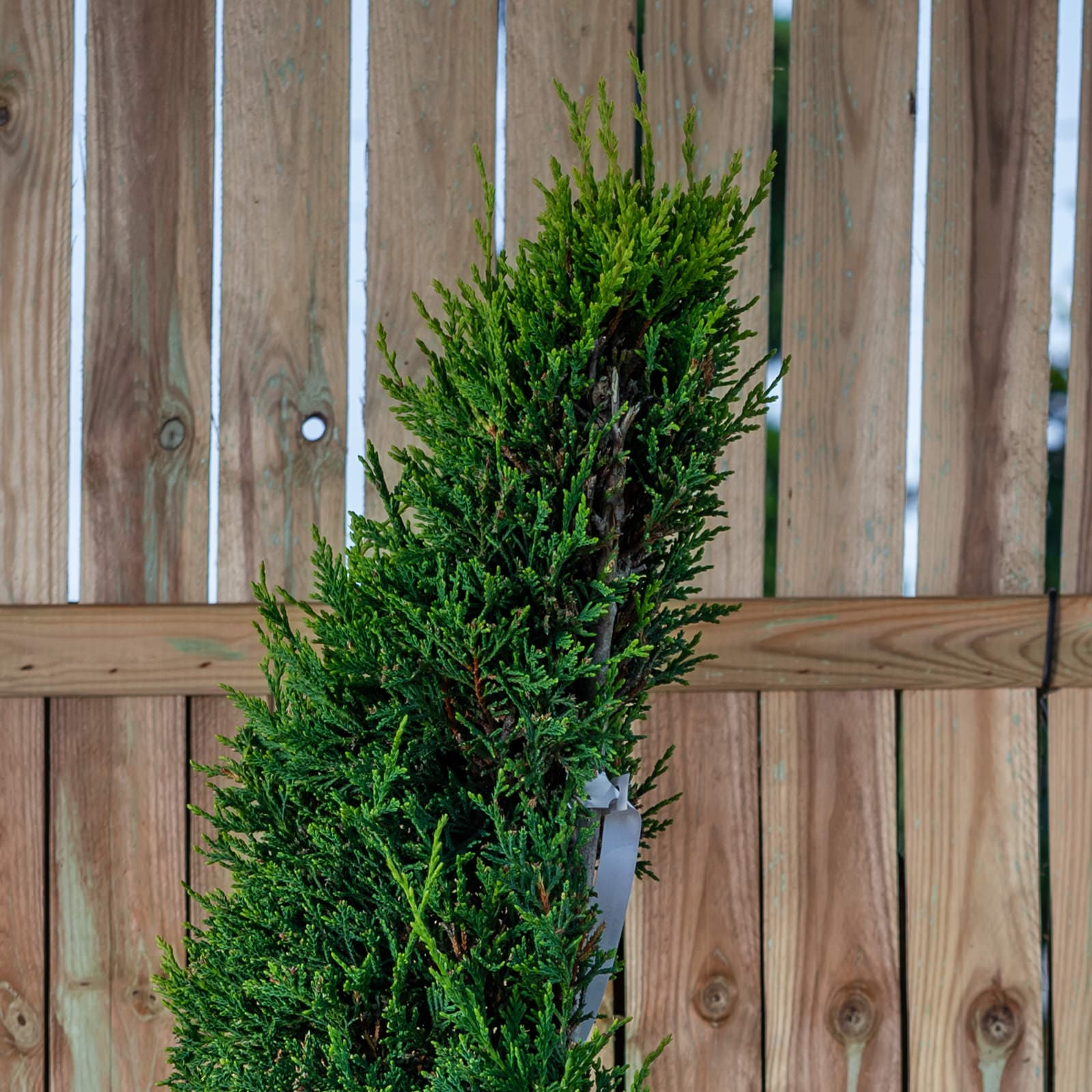 Topiar Spirala thumbnail 2