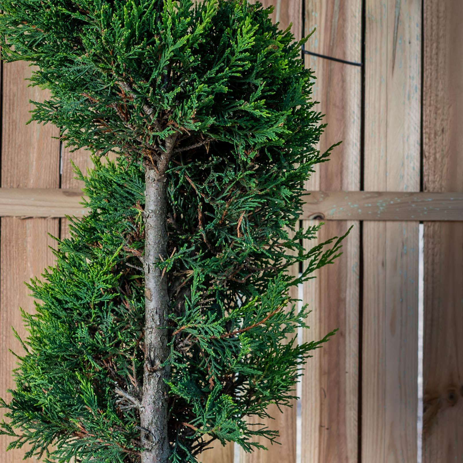 Topiar Spirala thumbnail 3