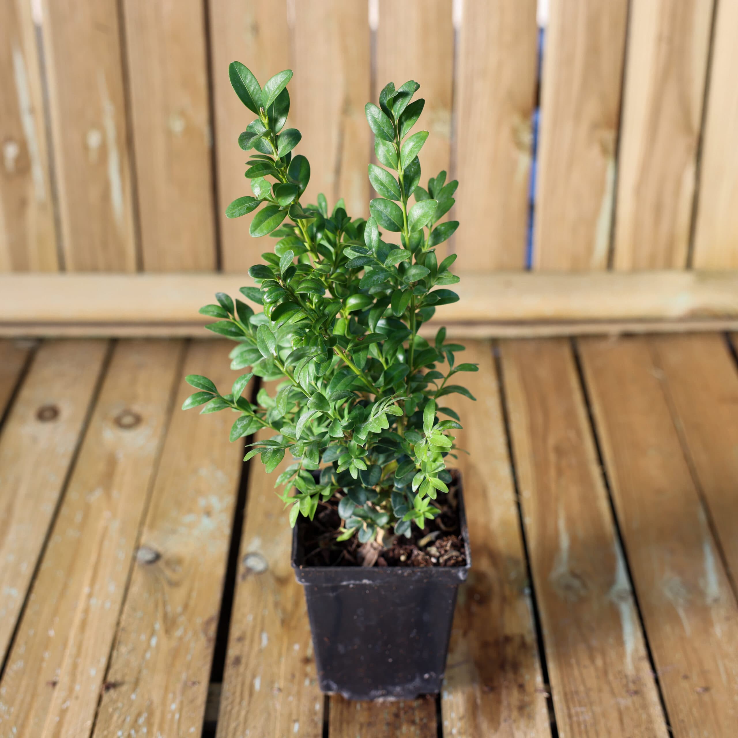 Buxus sempervirens- Buxus