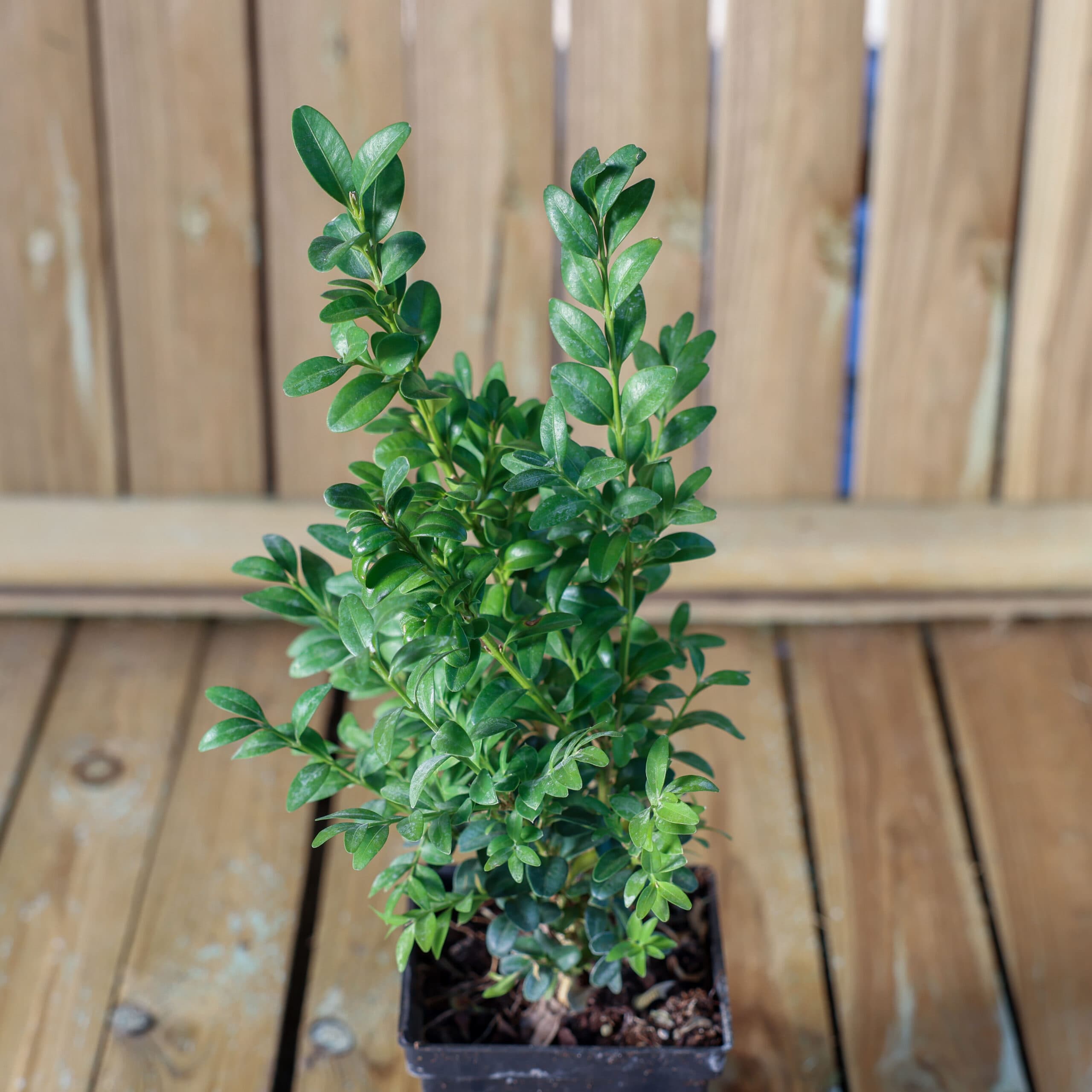 Buxus sempervirens- Buxus thumbnail 2