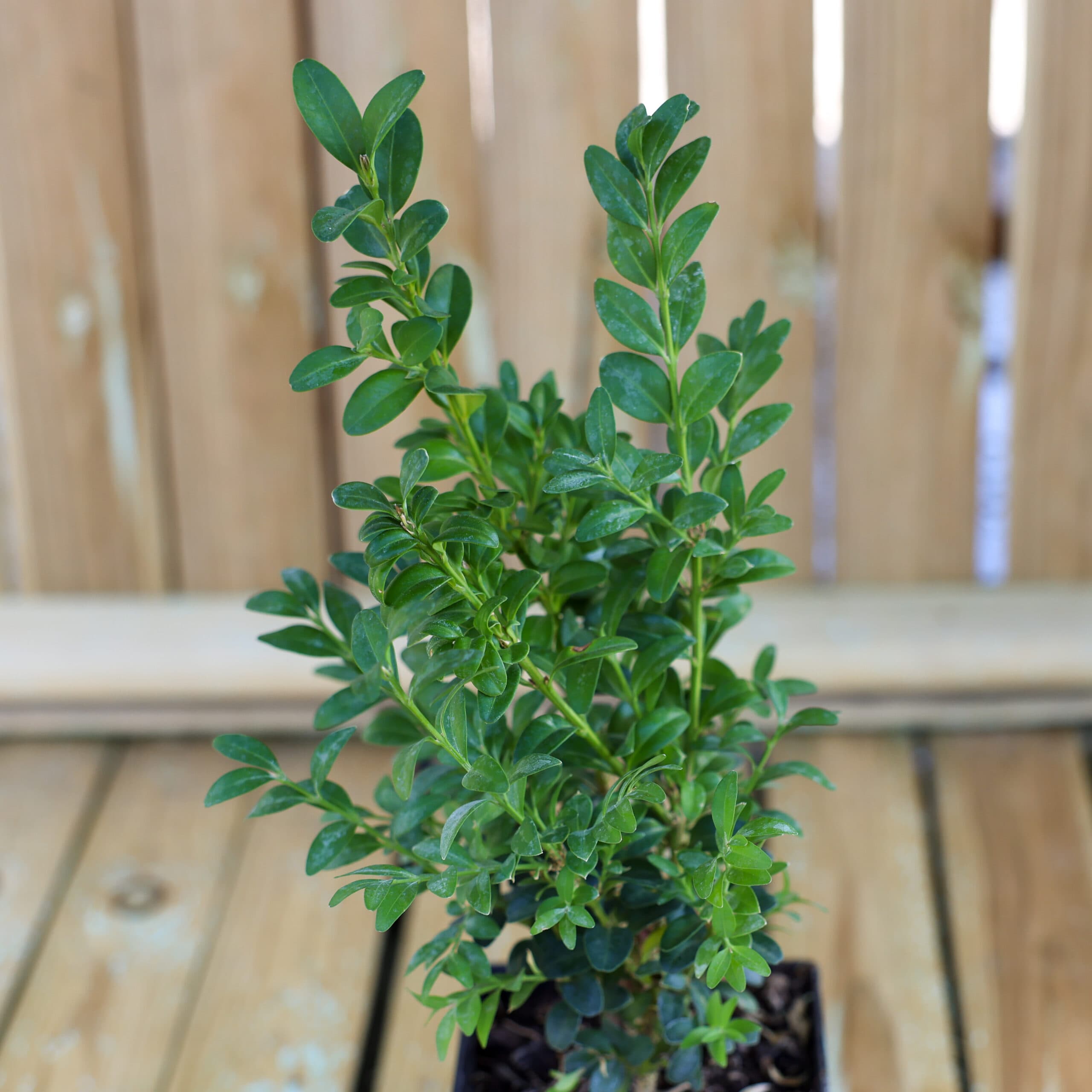 Buxus sempervirens- Buxus thumbnail 3