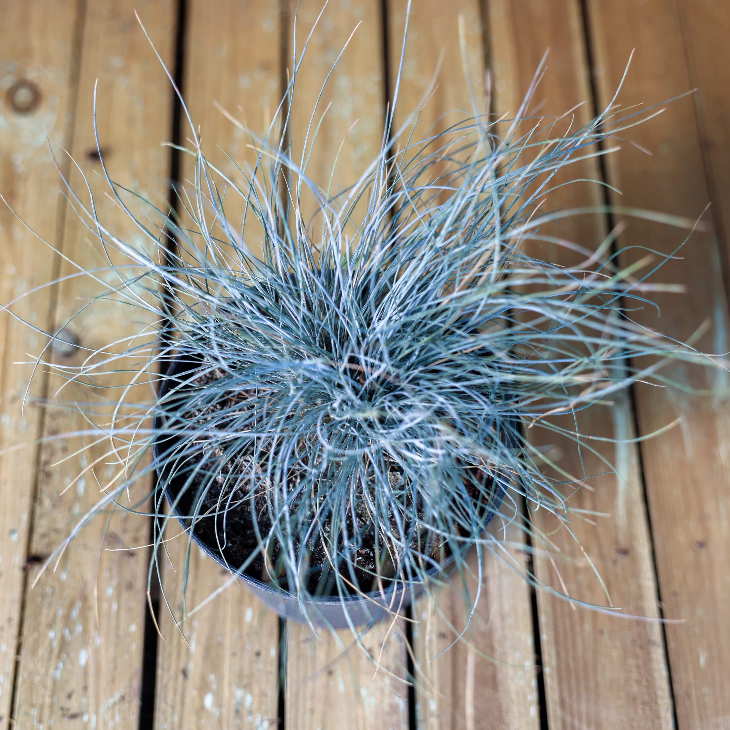 Iarba albastra thumbnail 2