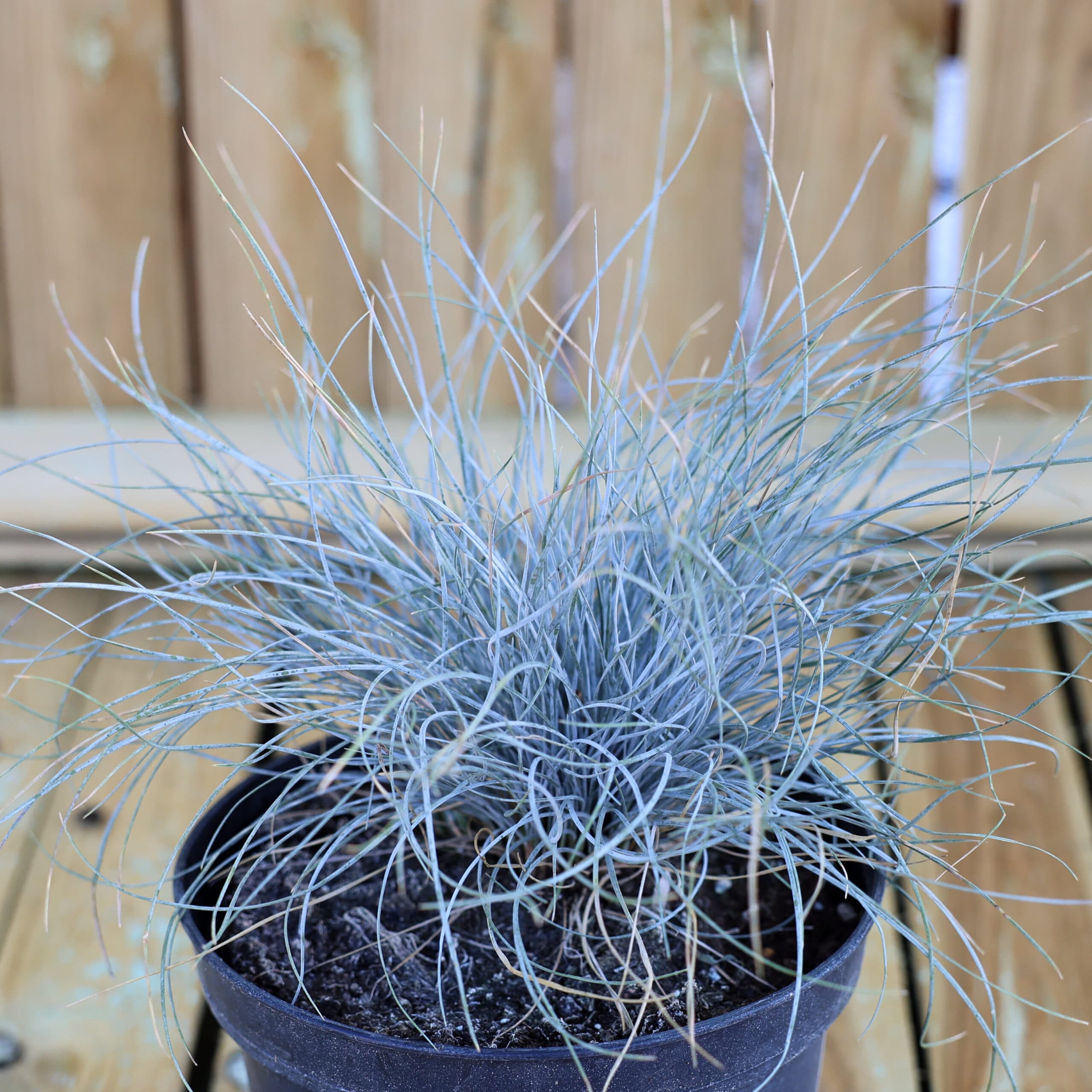 Iarba albastra thumbnail 3