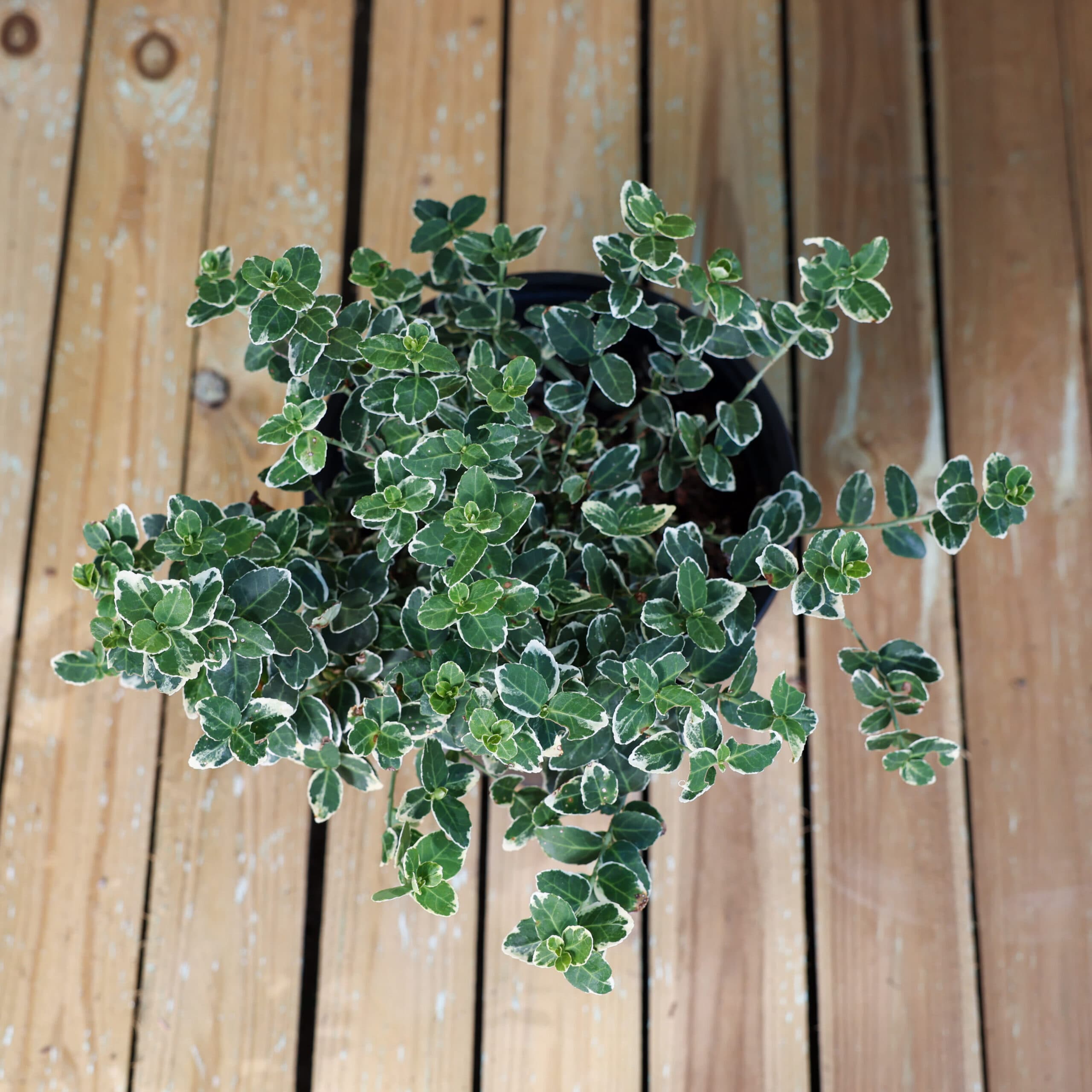 Evonimus thumbnail 2