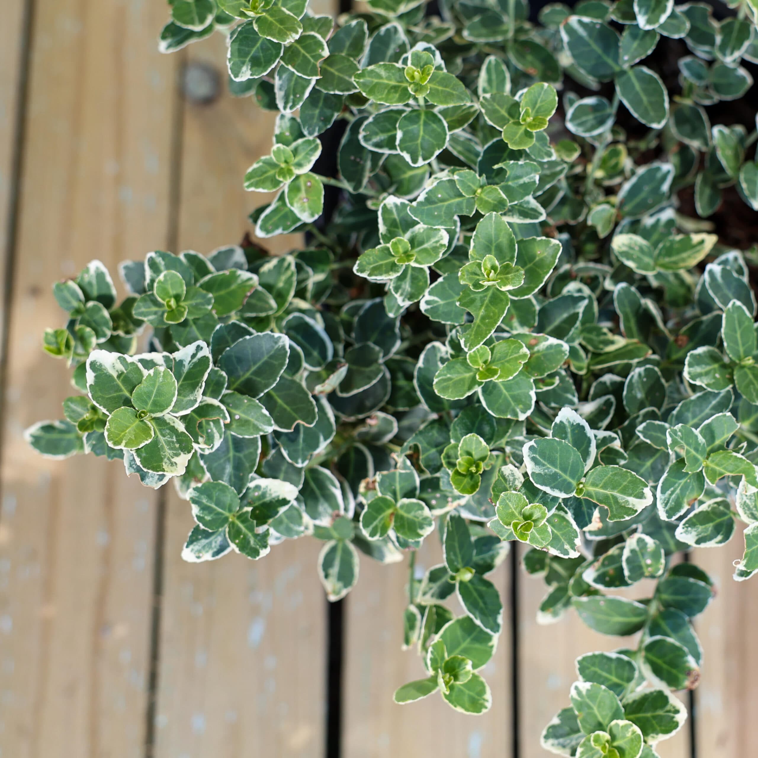 Evonimus thumbnail 3