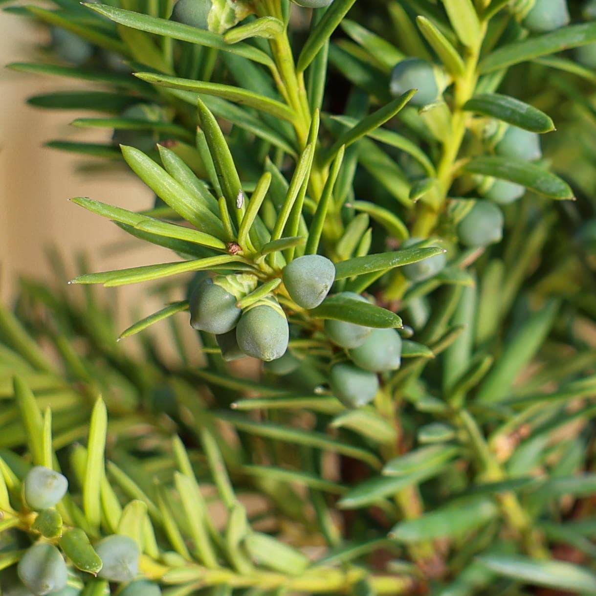 Tisa columnară thumbnail 2