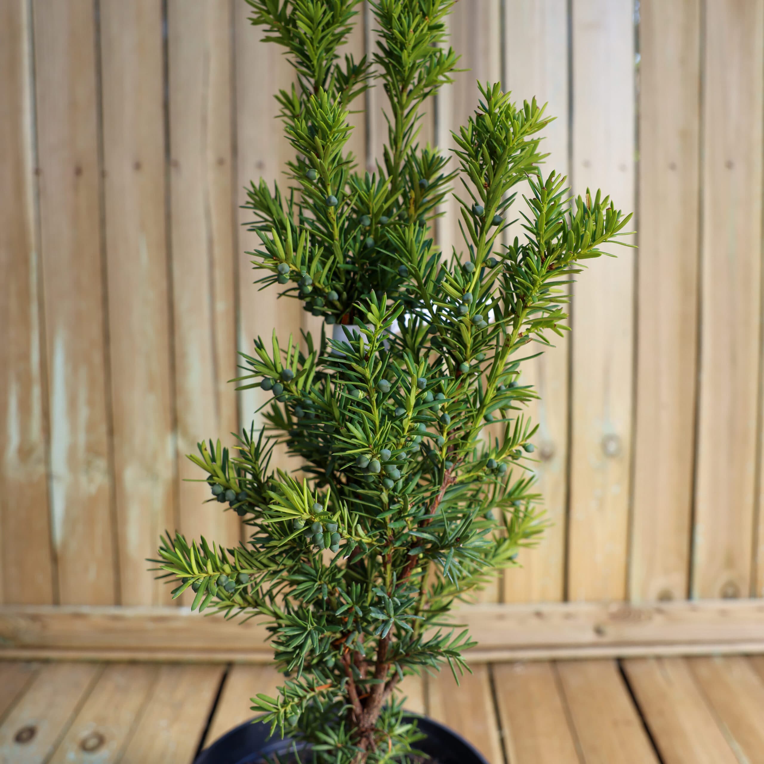 Tisa columnară thumbnail 3