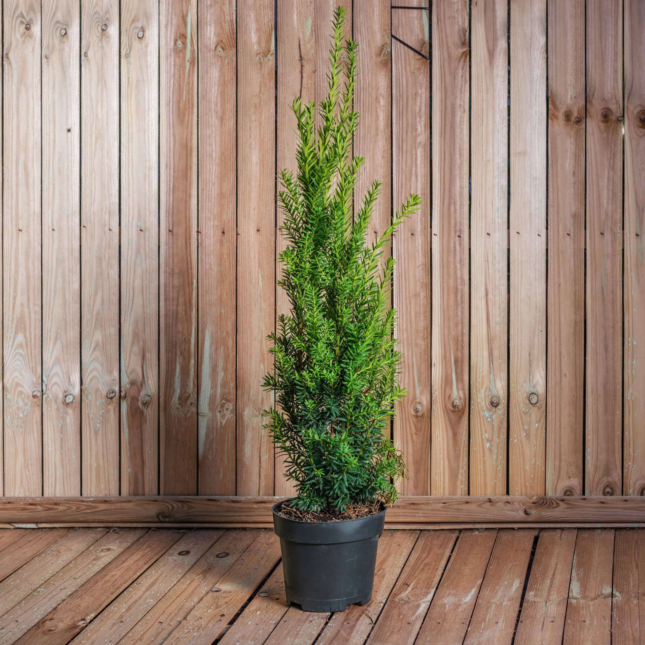 Tisa pentru gard viu — imagine 1