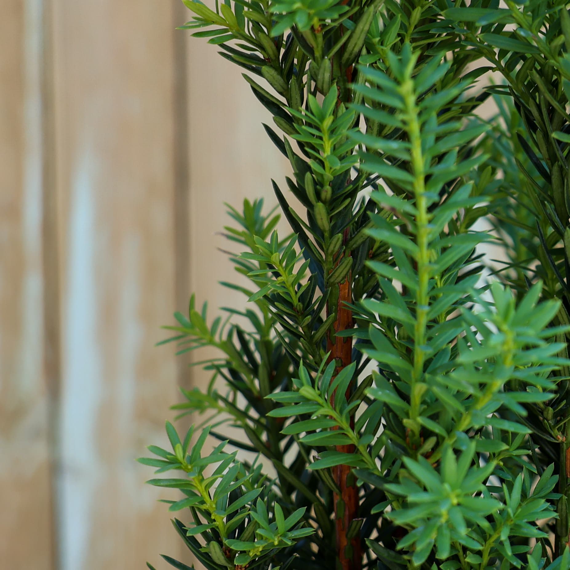 Tisa pentru gard viu thumbnail 2