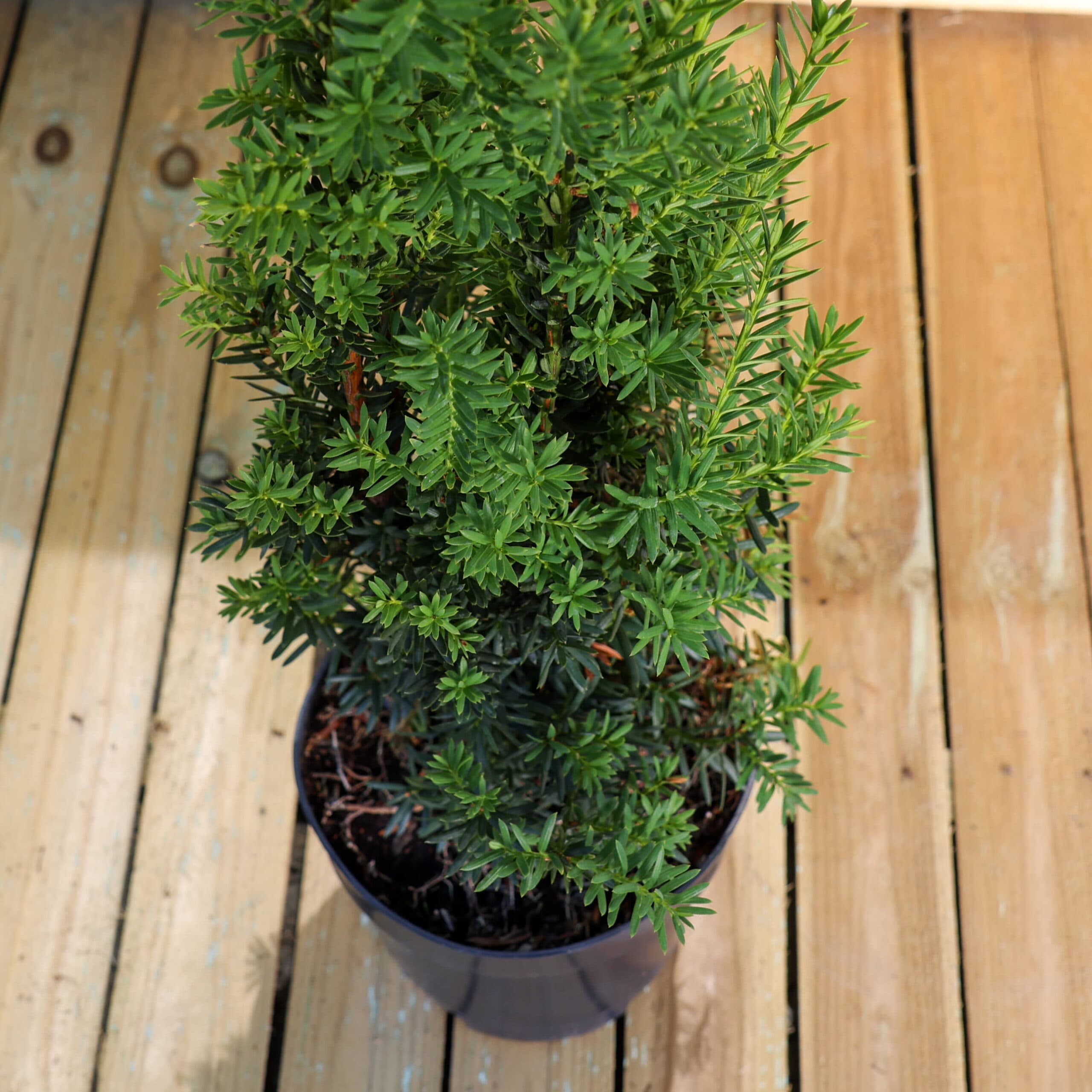 Tisa pentru gard viu thumbnail 3