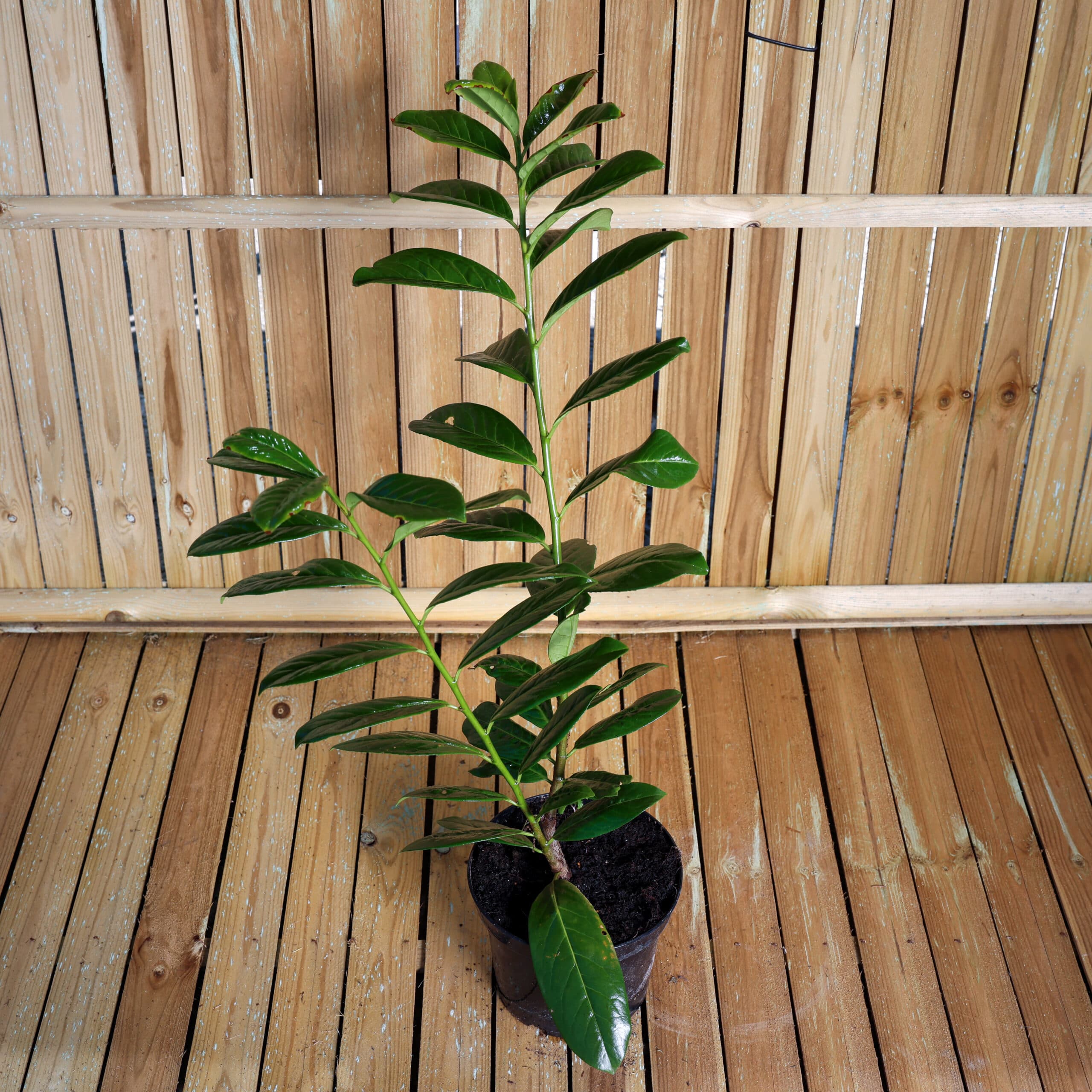 Laur englezesc thumbnail 2