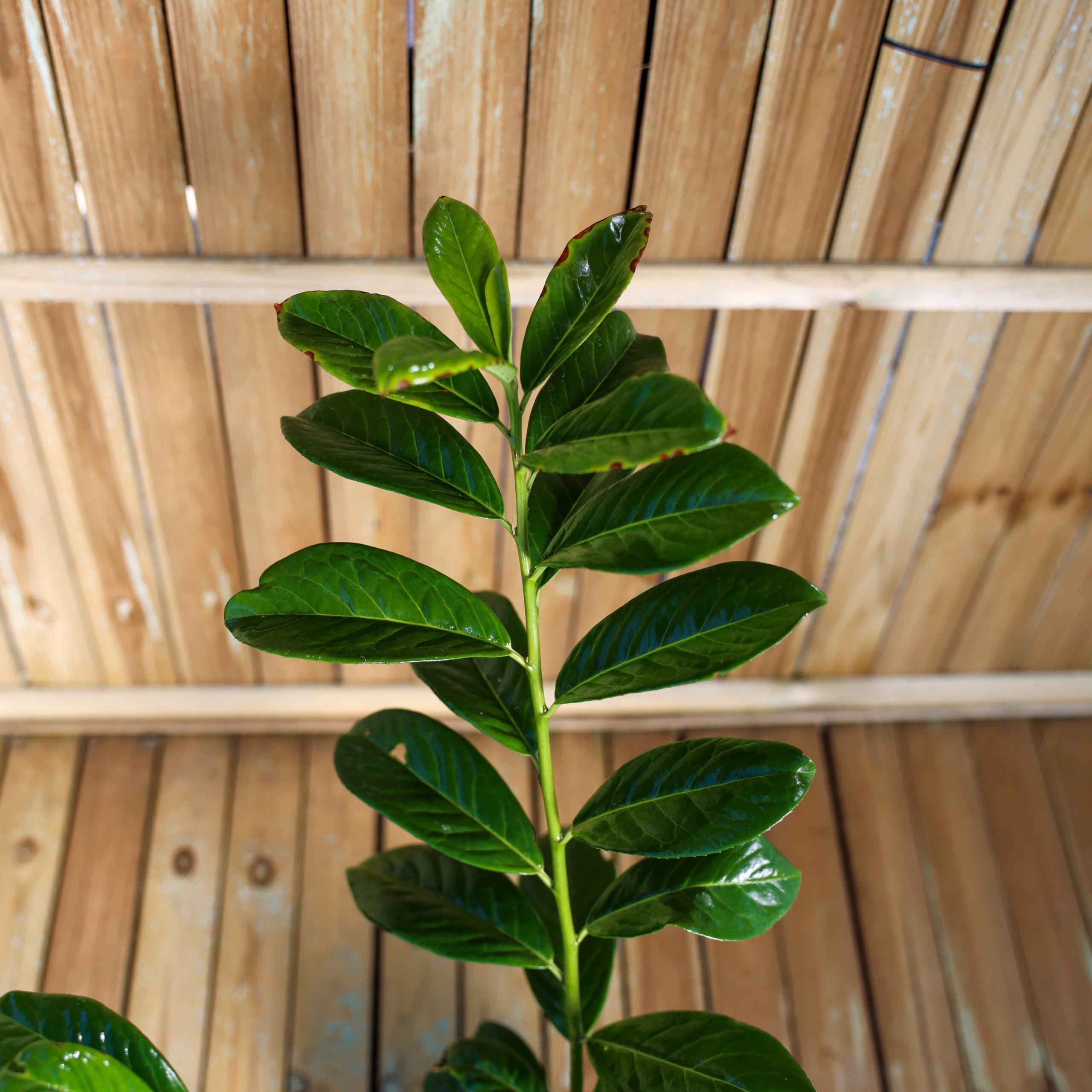 Laur englezesc thumbnail 3