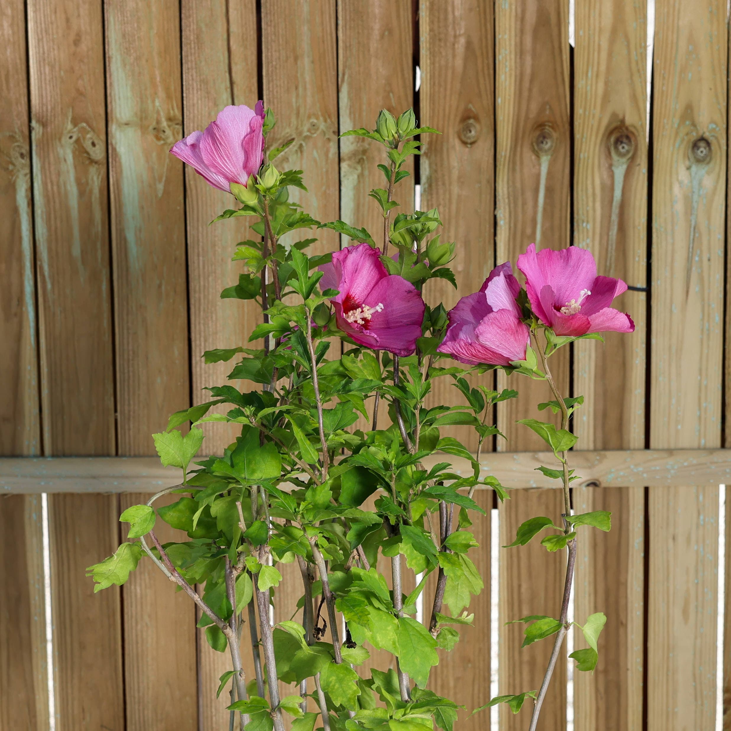 Hibiscus de grădină thumbnail 2