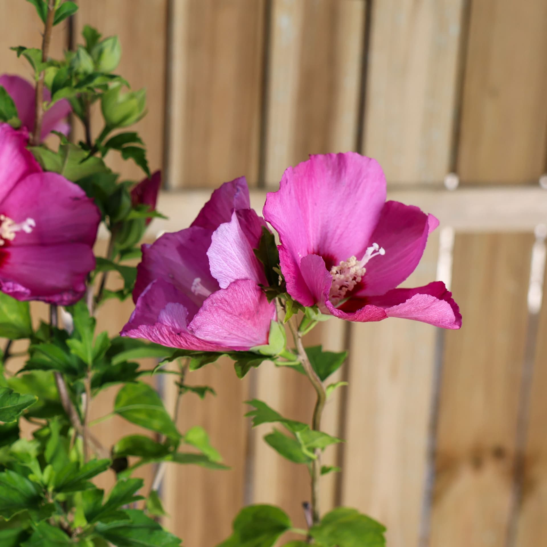 Hibiscus de grădină thumbnail 3