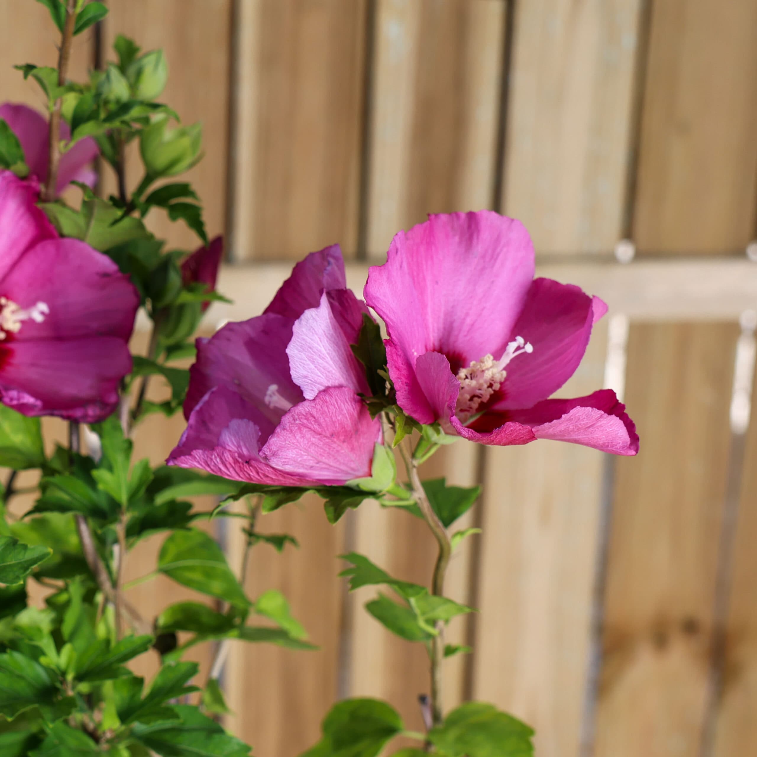 Hibiscus de grădină thumbnail 3