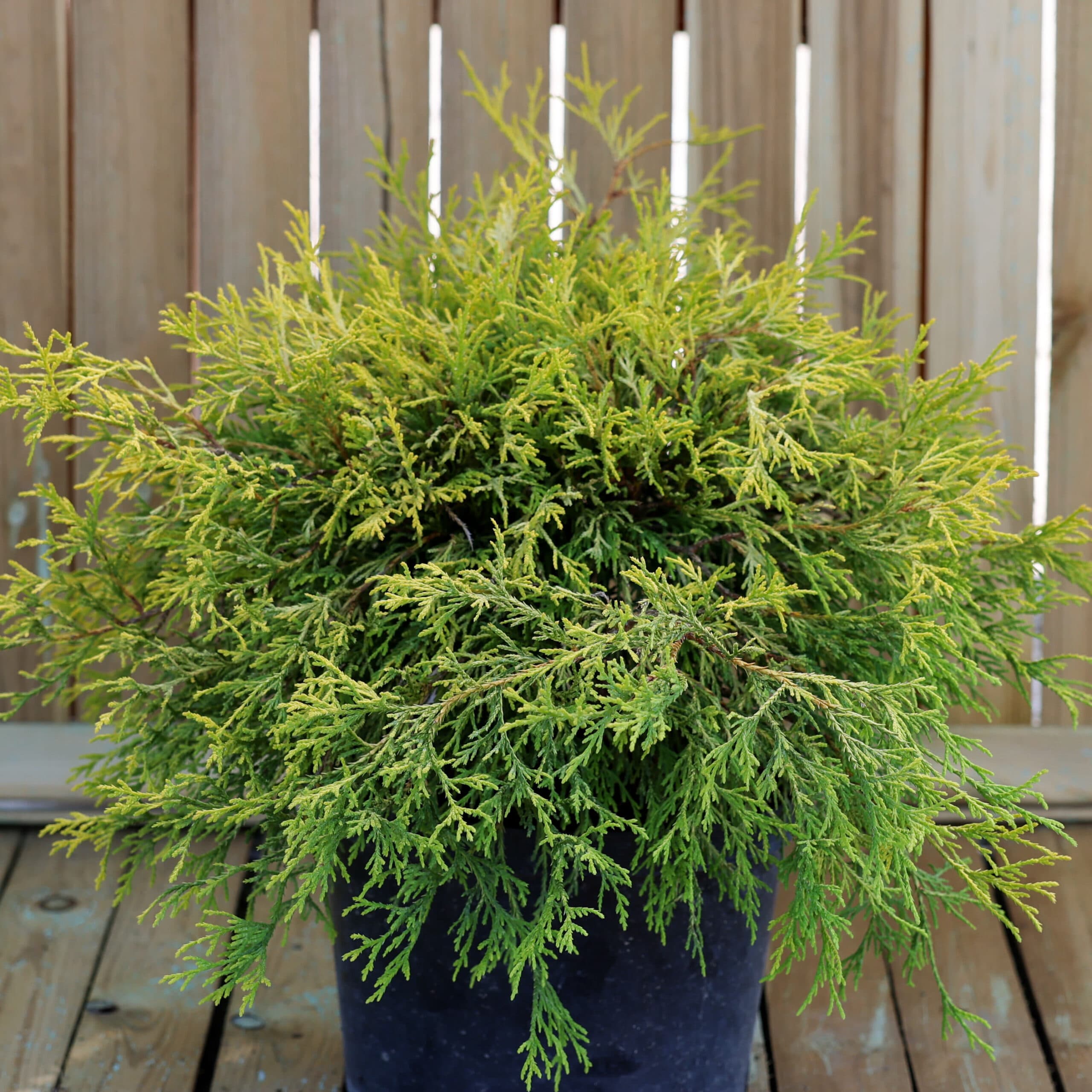 Chiparos auriu thumbnail 2