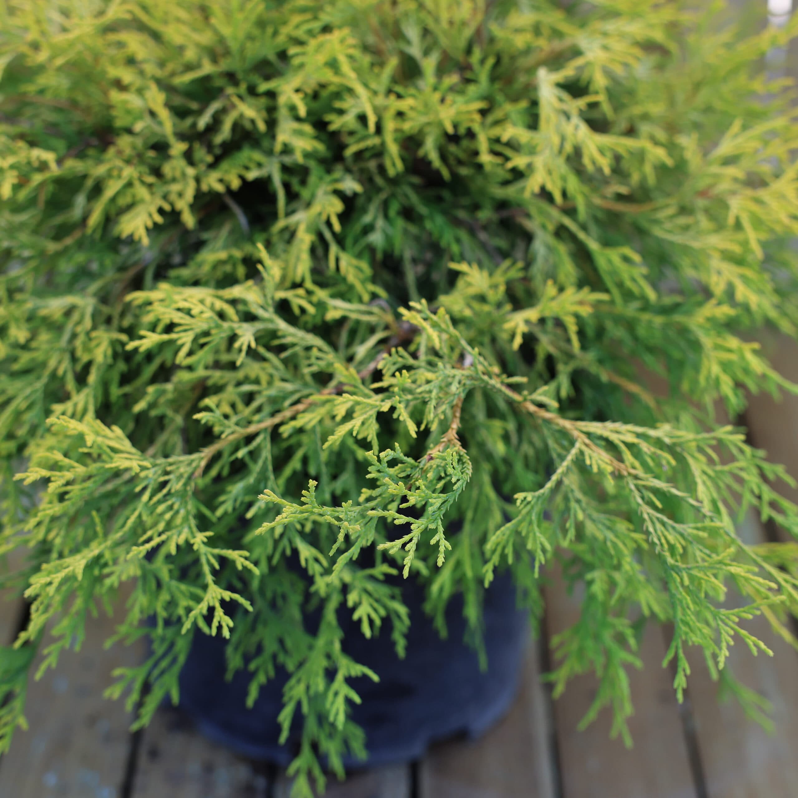 Chiparos auriu thumbnail 3