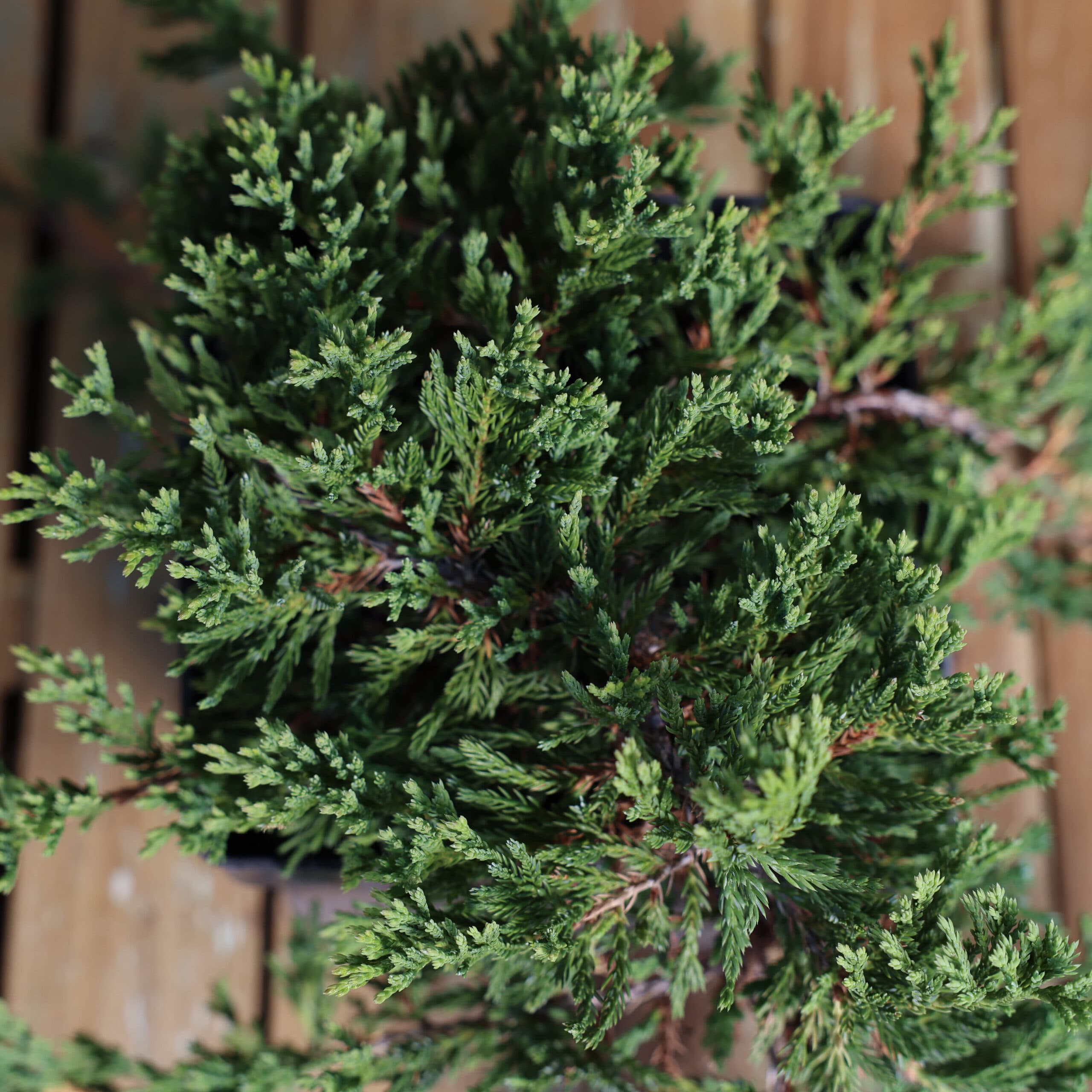 Ienupar târâtor thumbnail 2