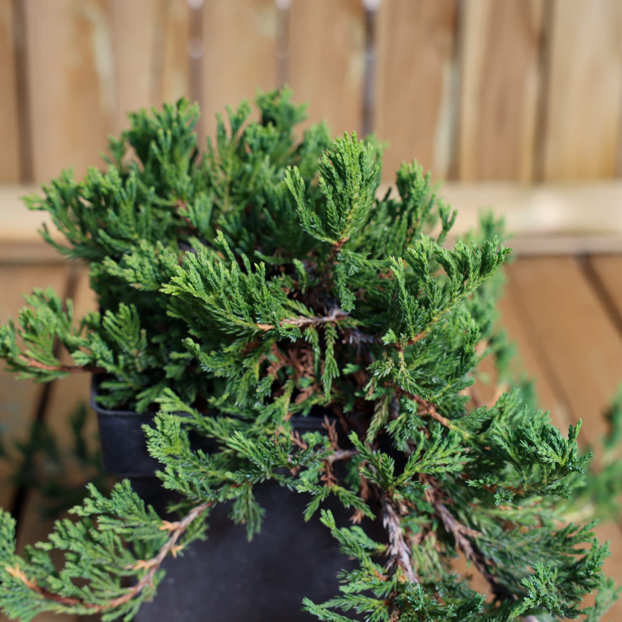 Ienupar târâtor thumbnail 3