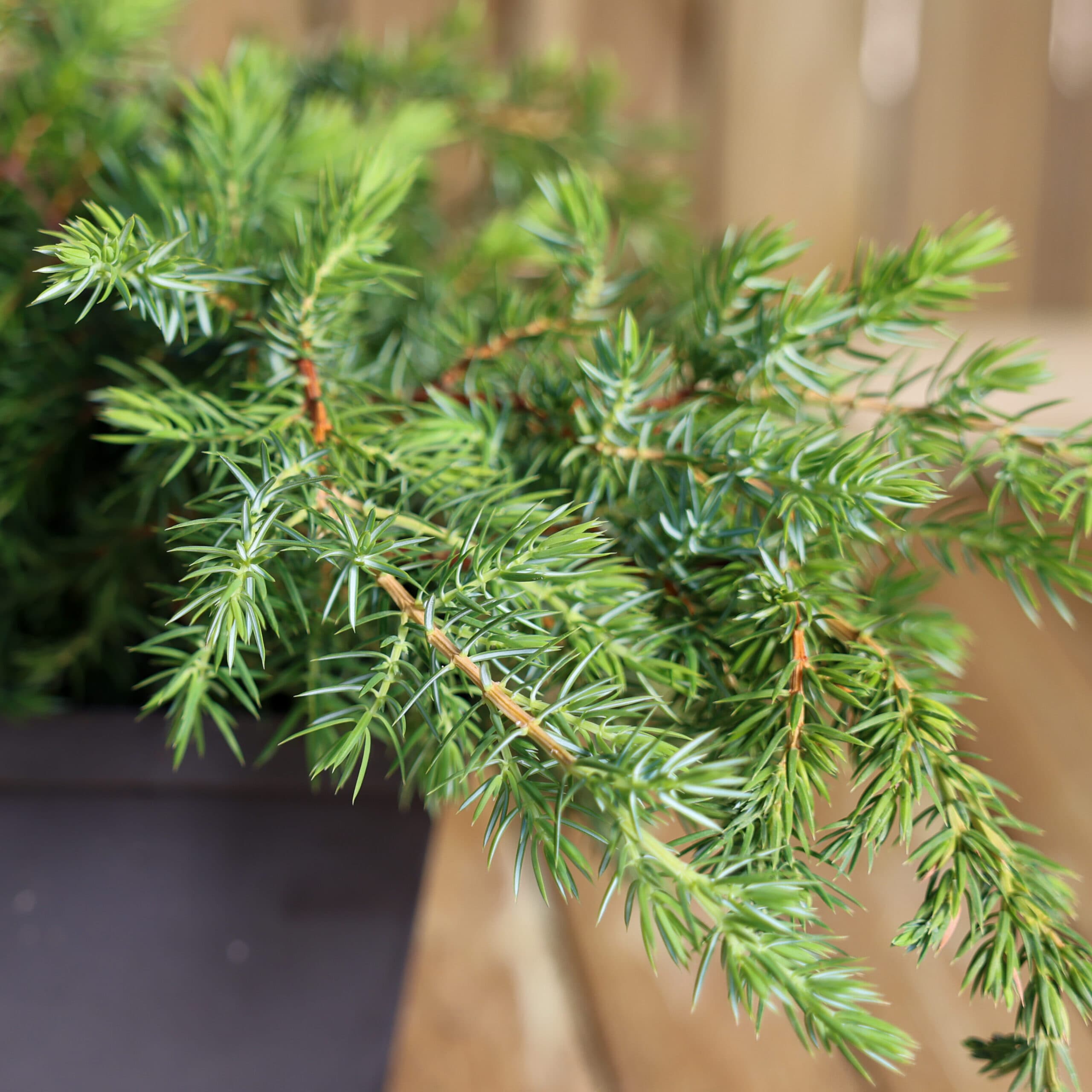 Ienupar târâtor thumbnail 2