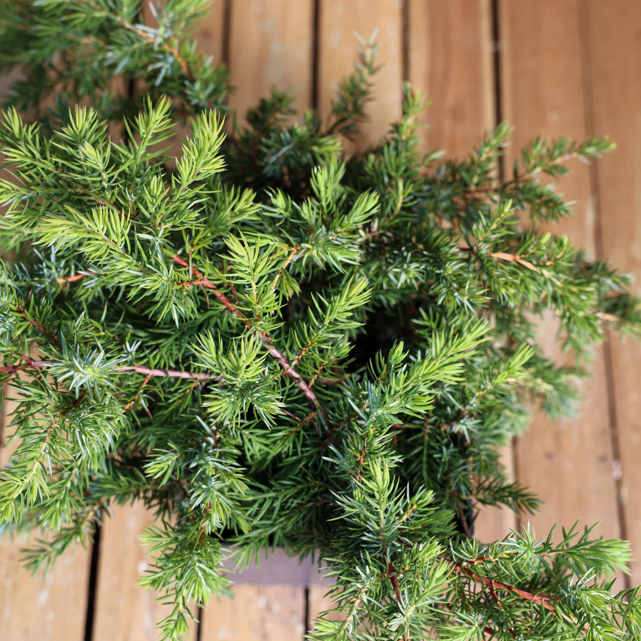 Ienupar târâtor thumbnail 3