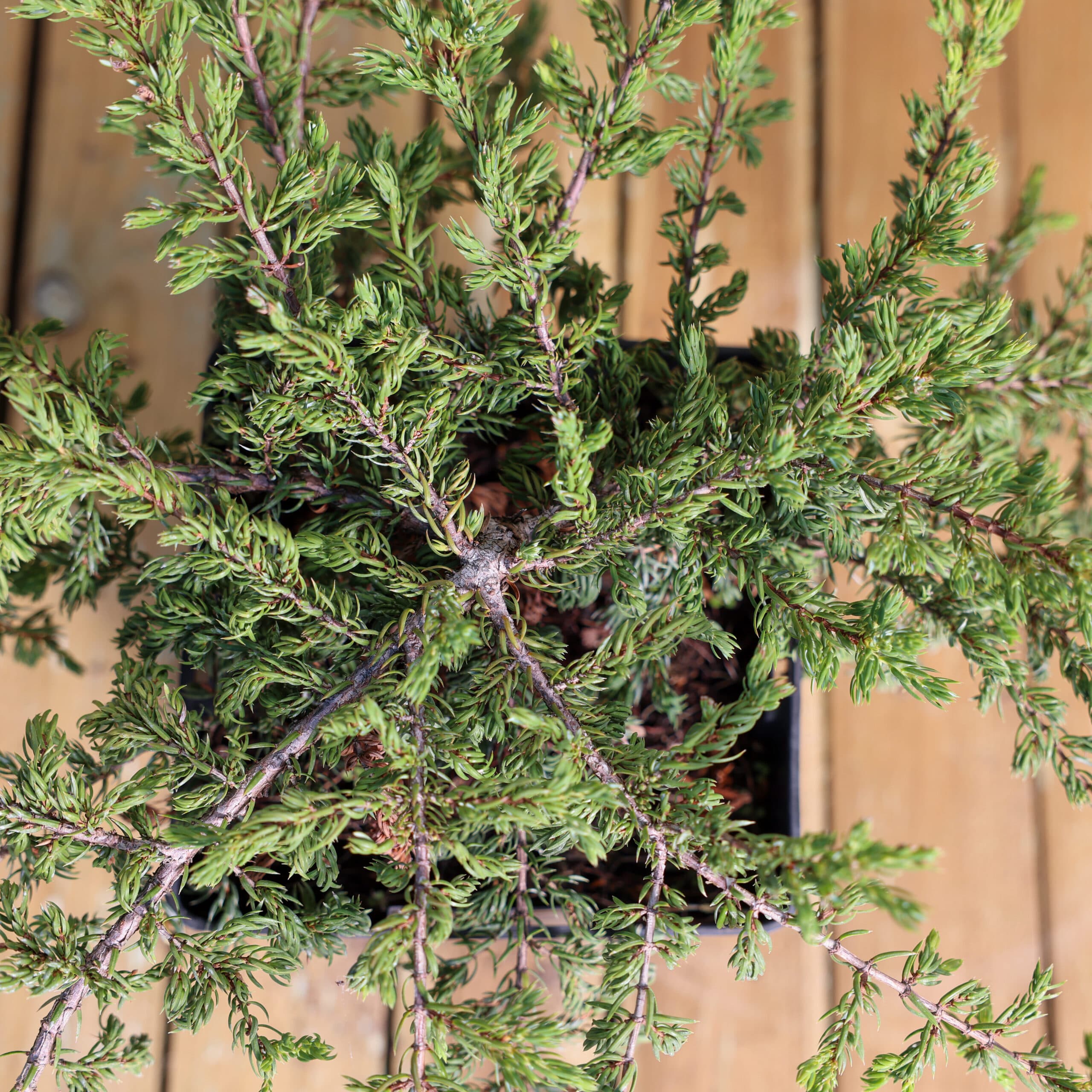 Ienupar târâtor thumbnail 2