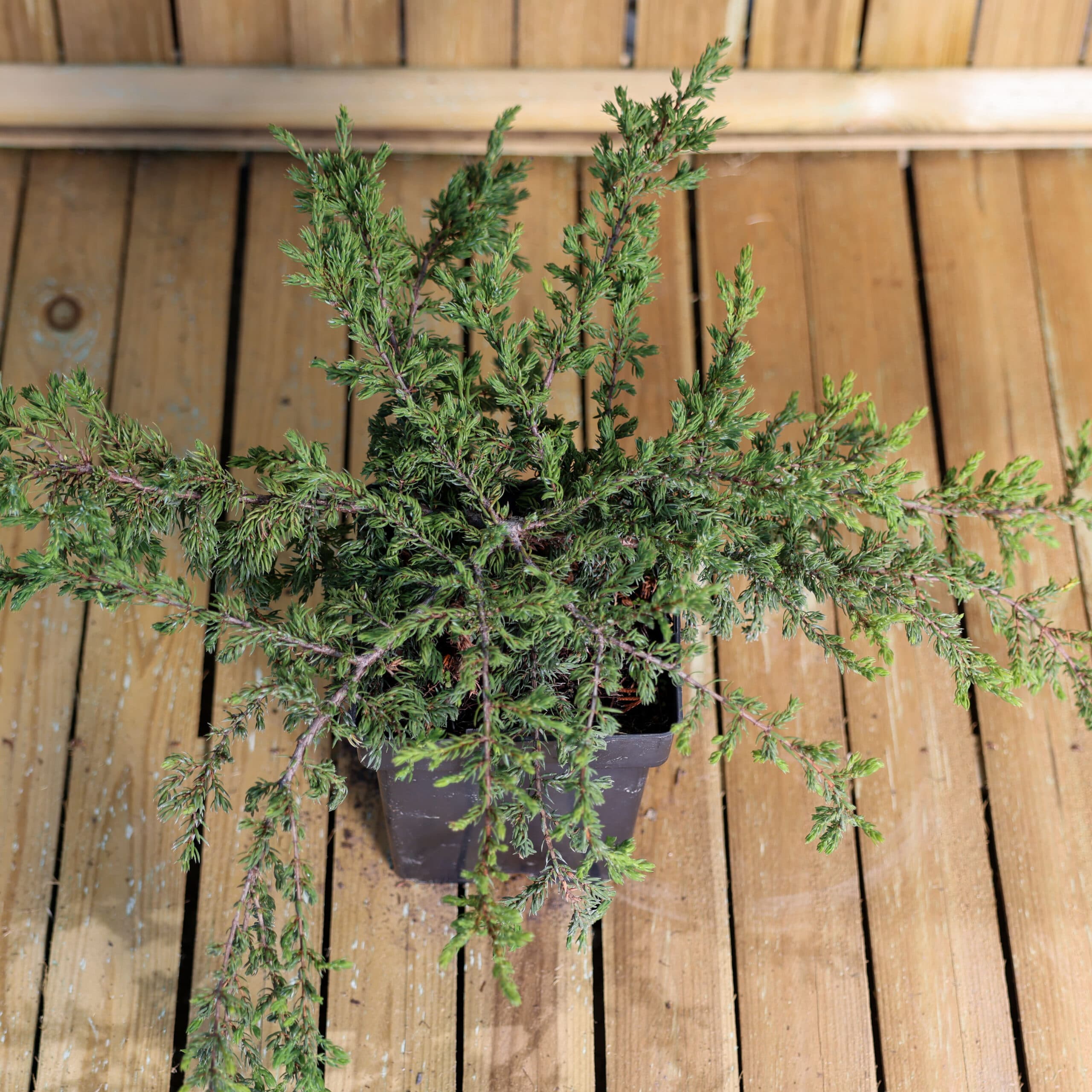 Ienupar târâtor thumbnail 3