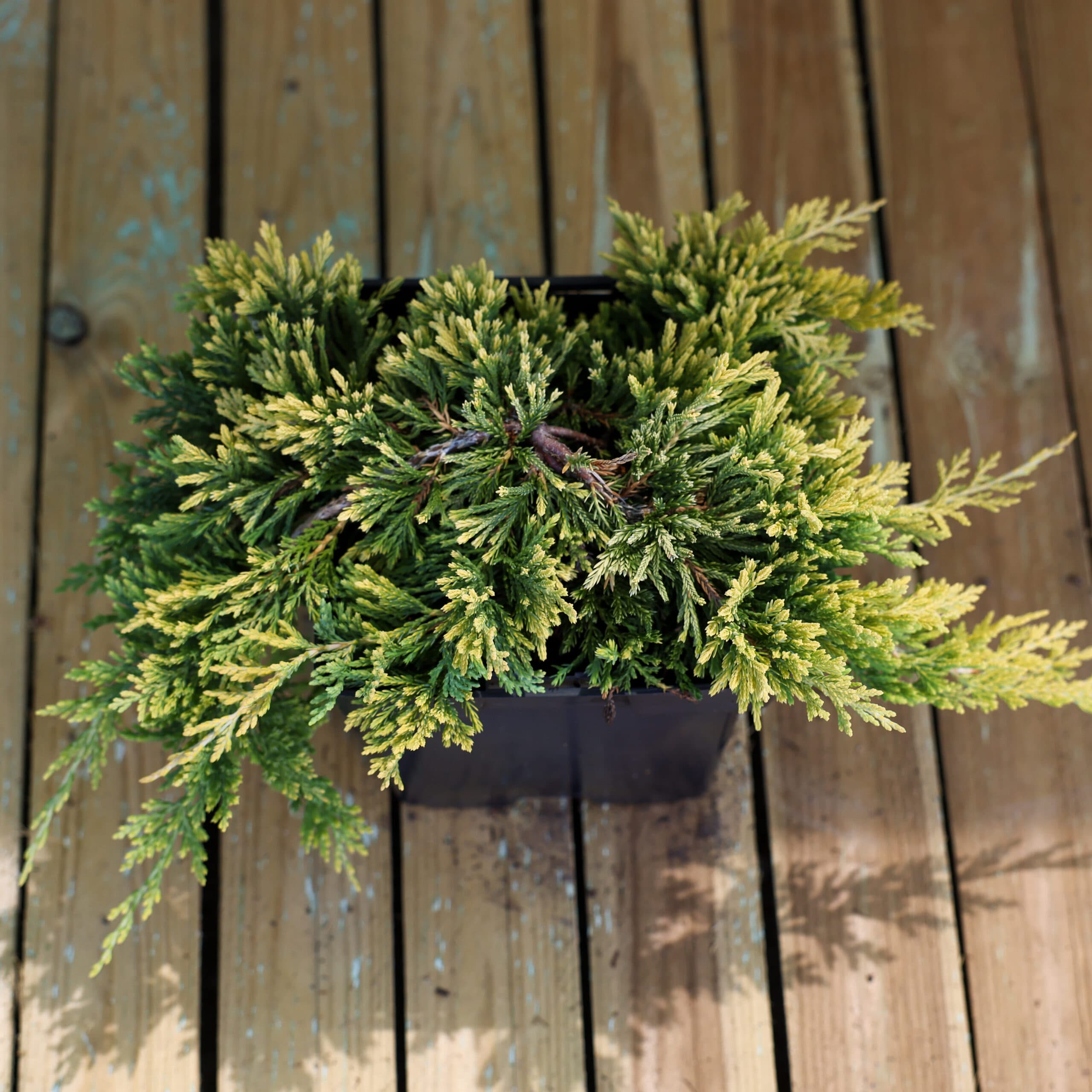 Ienupar târâtor thumbnail 2