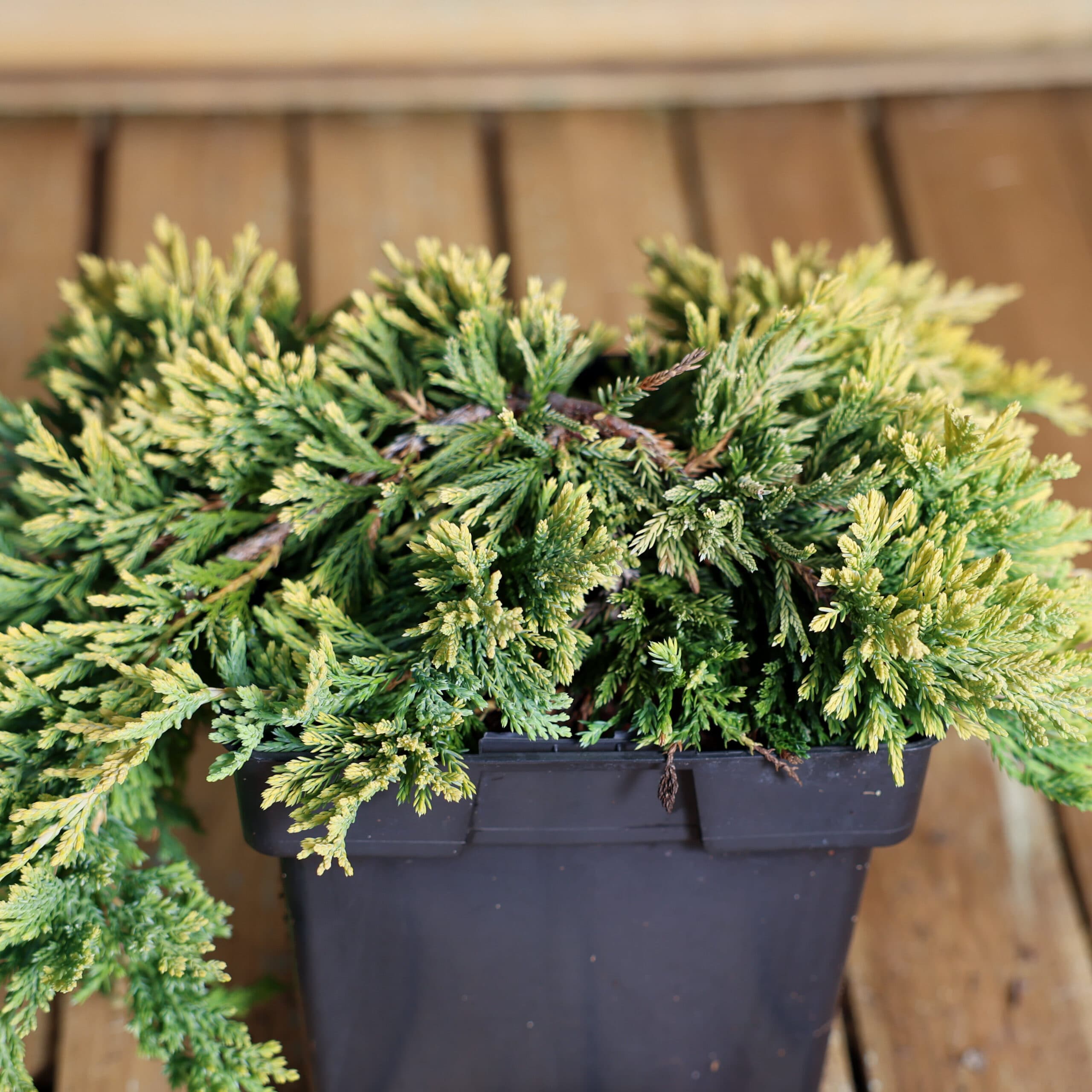 Ienupar târâtor thumbnail 3