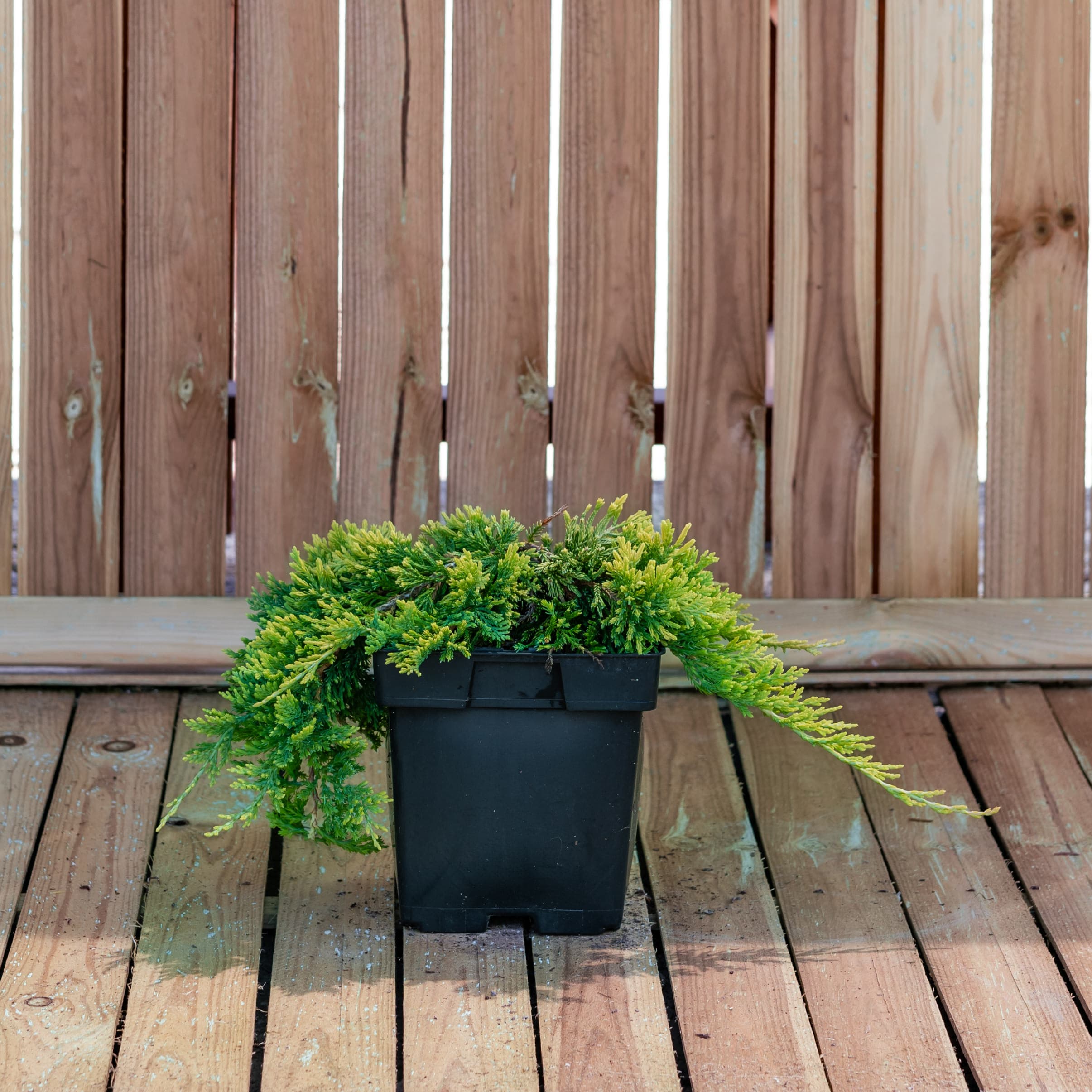 Ienupar târâtor — imagine 1