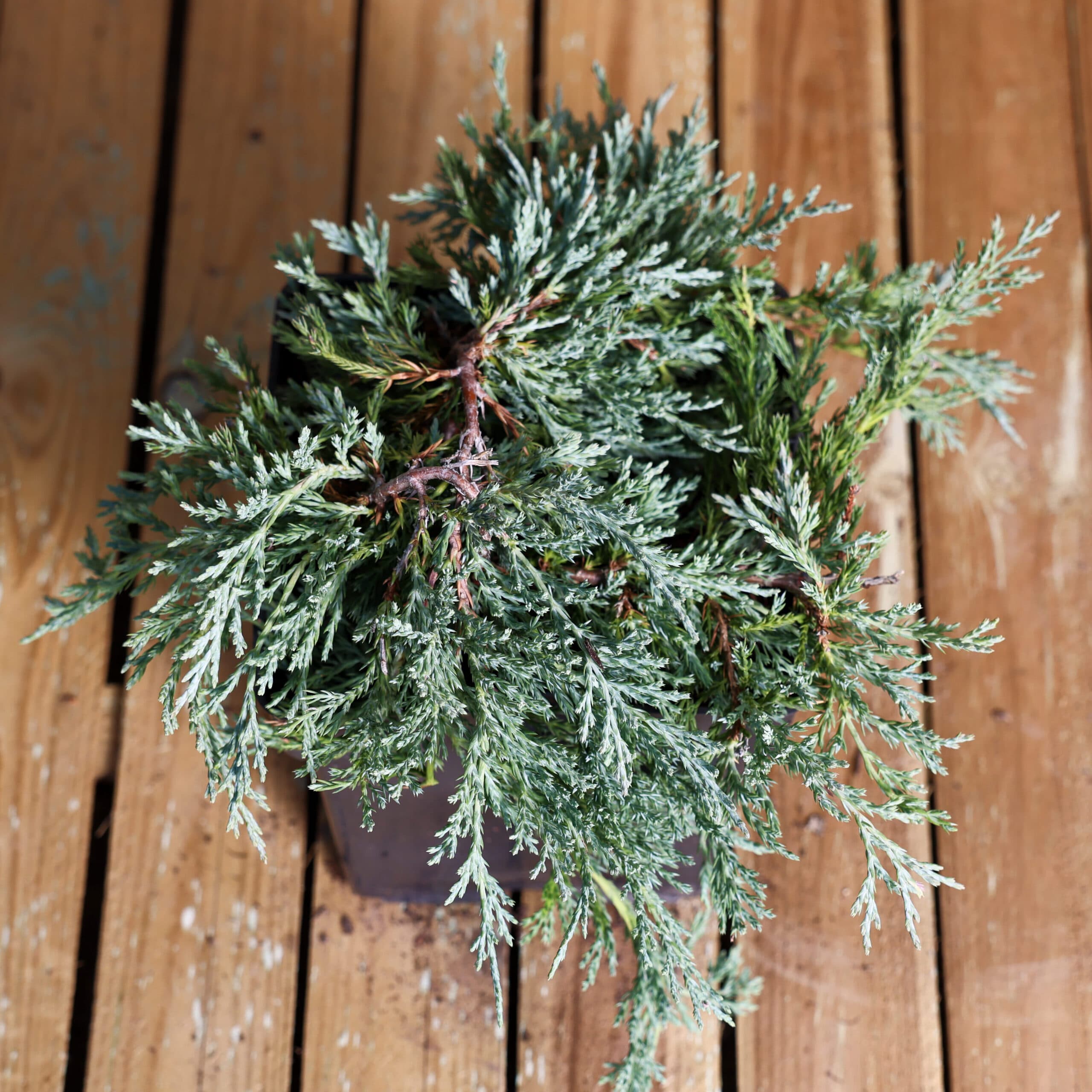 Ienupar târâtor thumbnail 2