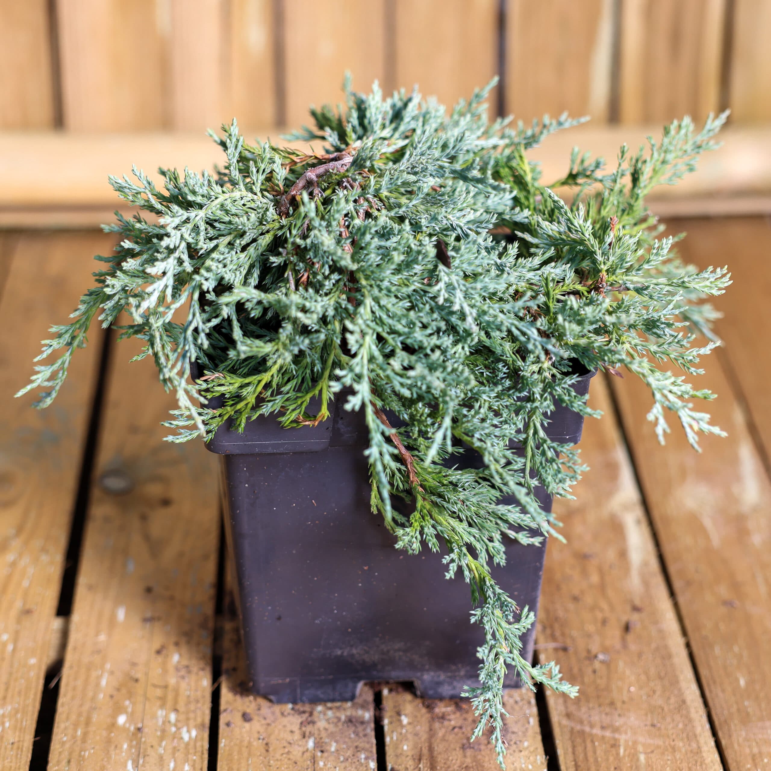 Ienupar târâtor thumbnail 3